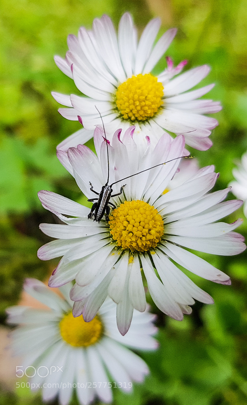 Samsung Galaxy S8 sample photo. Little flowers with grasshopper photography