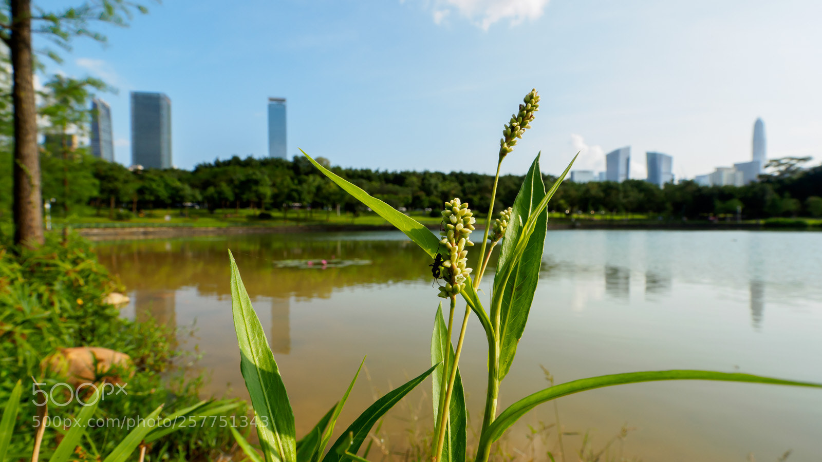 Olympus OM-D E-M5 II sample photo. 蚂蚁观天下 photography