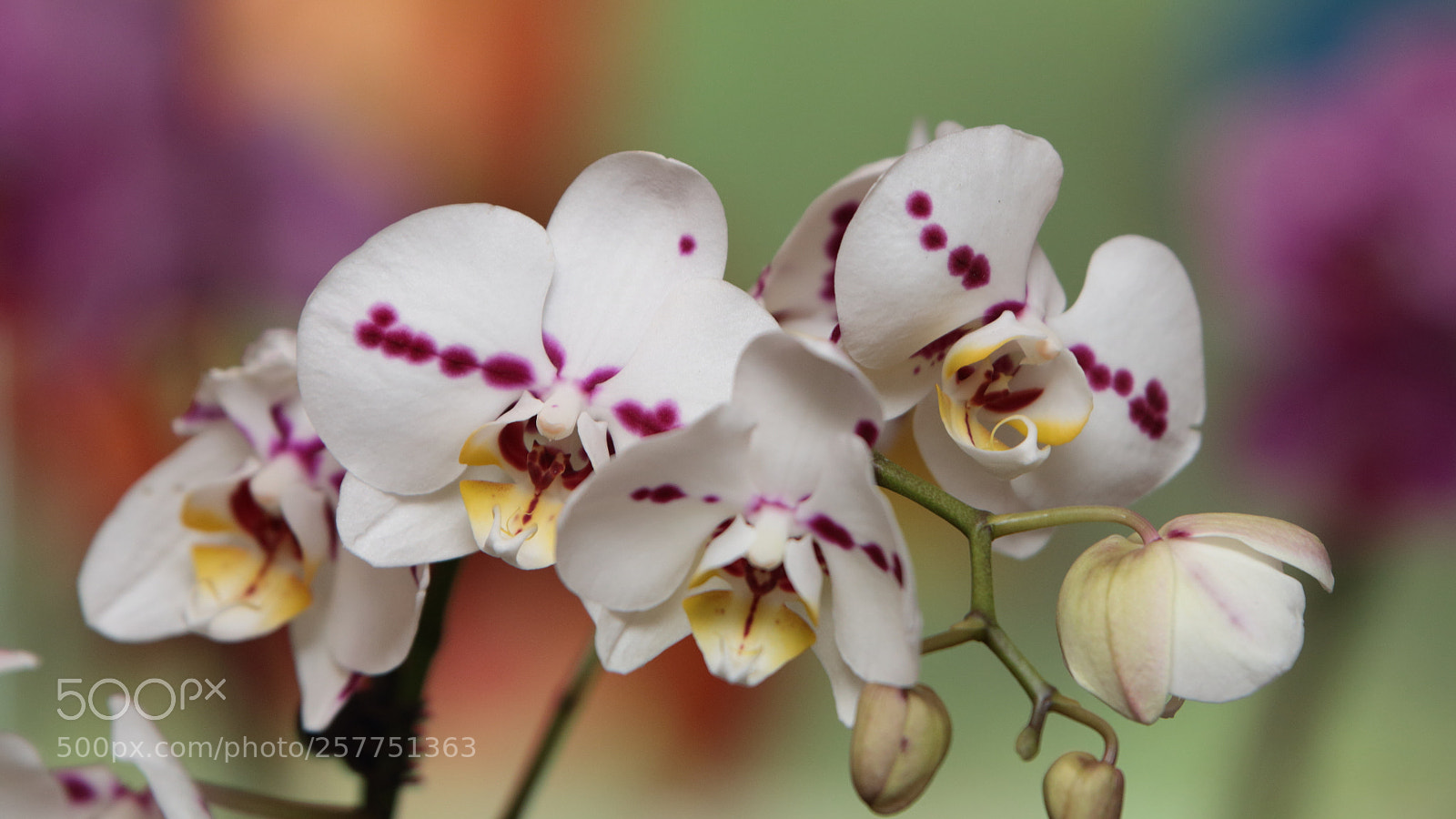 Canon EOS 70D sample photo. Orchids in bloom photography