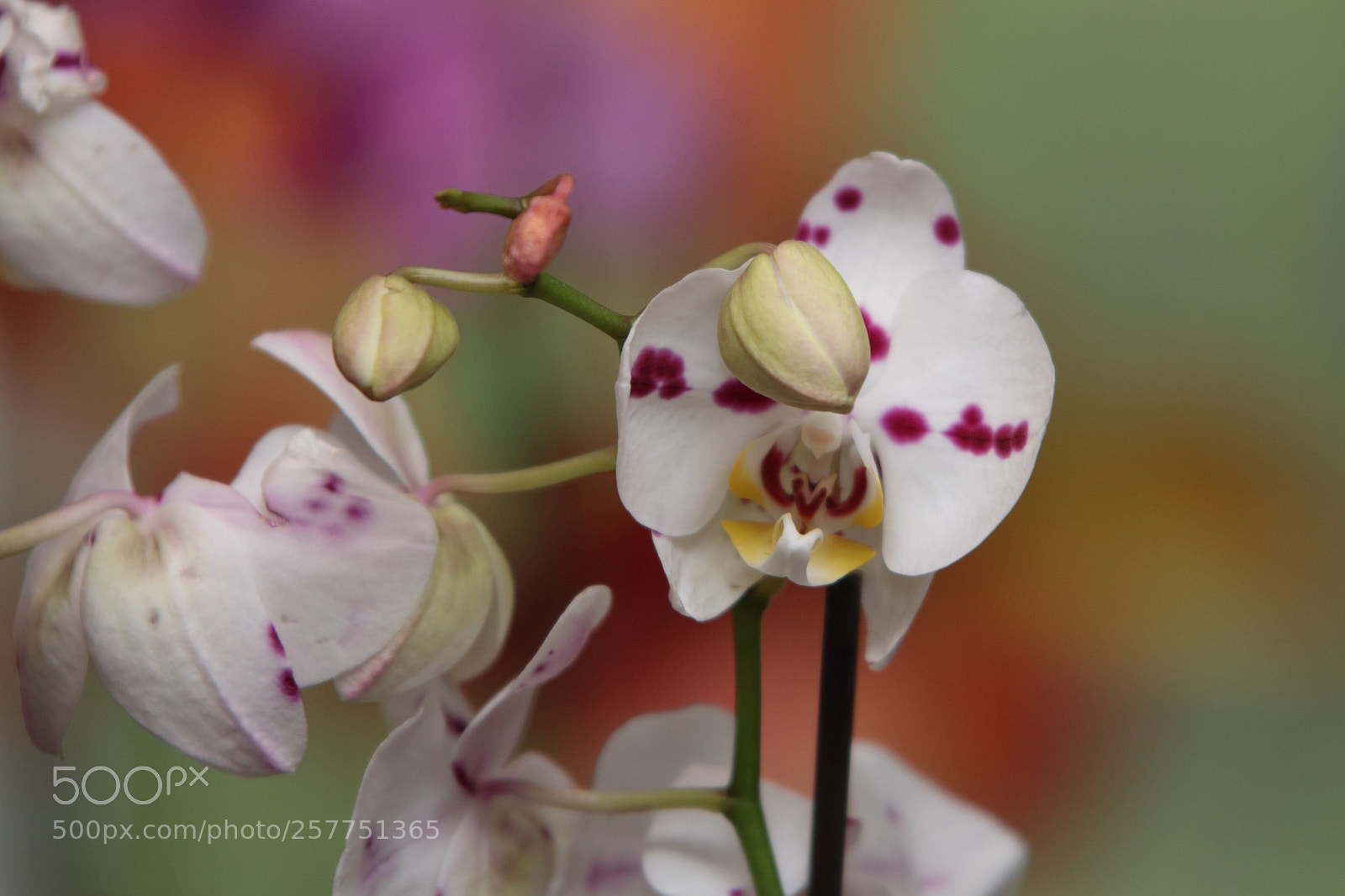 Canon EOS 70D sample photo. Orchids in bloom photography
