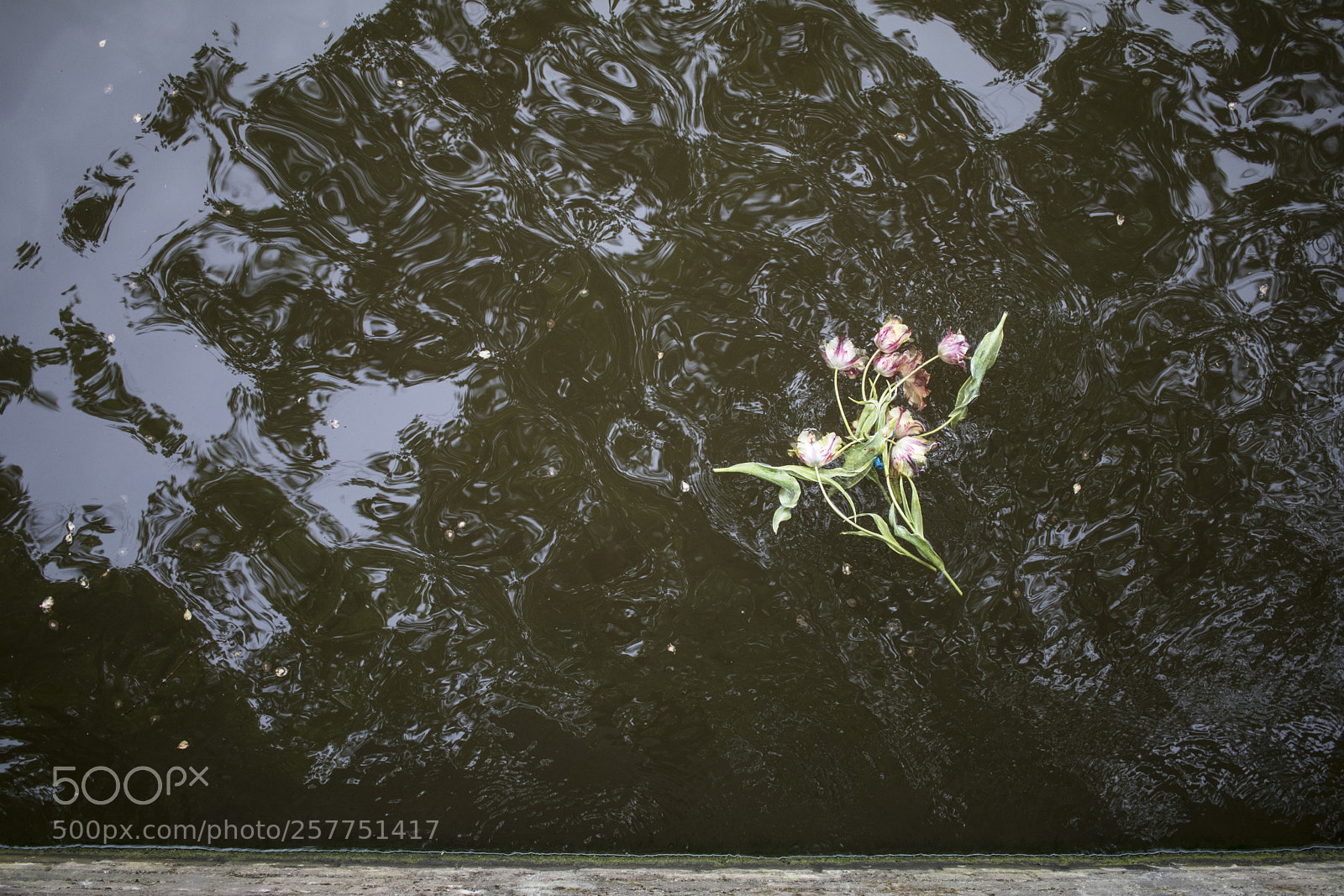 Canon EOS 80D sample photo. Keep swimming photography