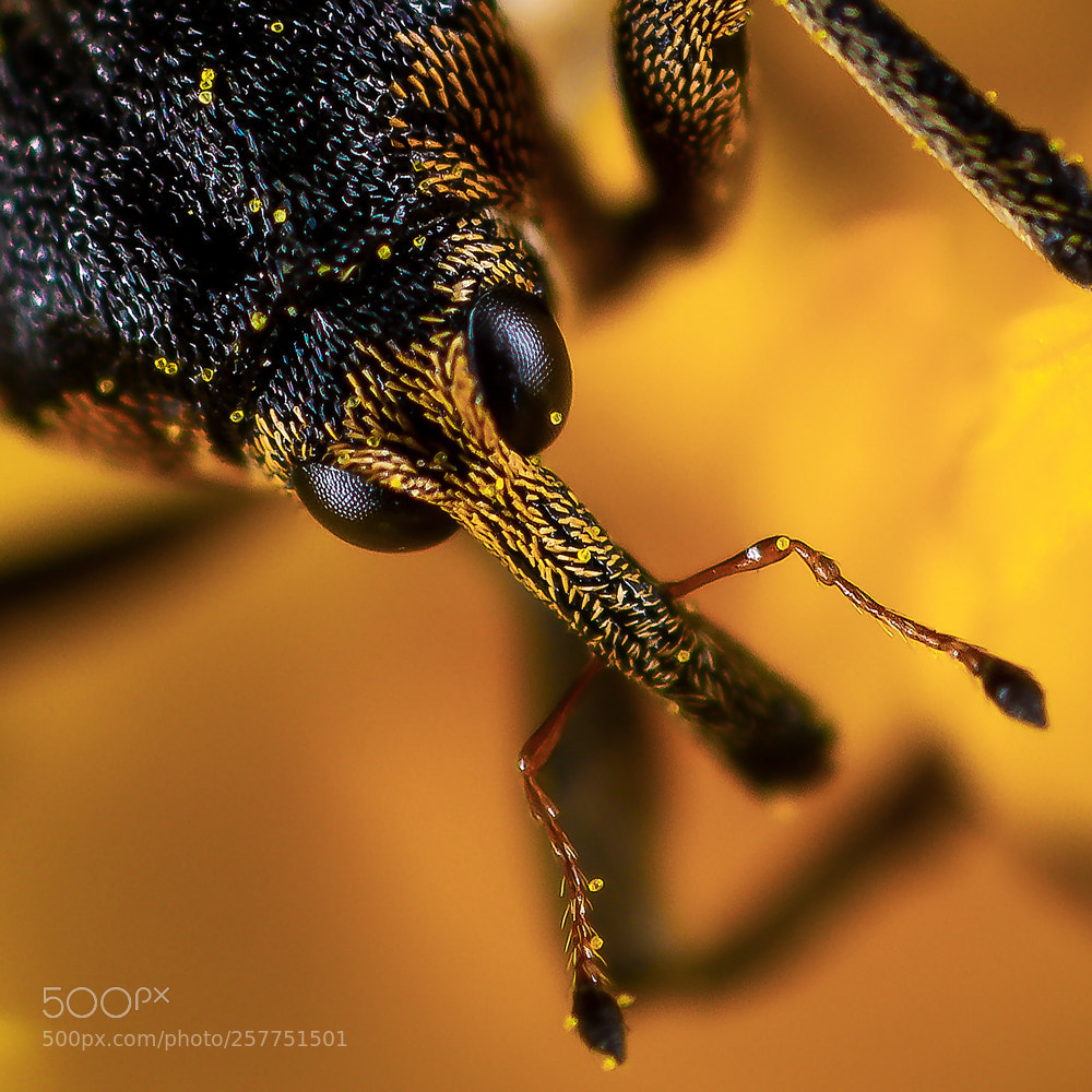 Canon EOS 70D sample photo. Curculionidae photography
