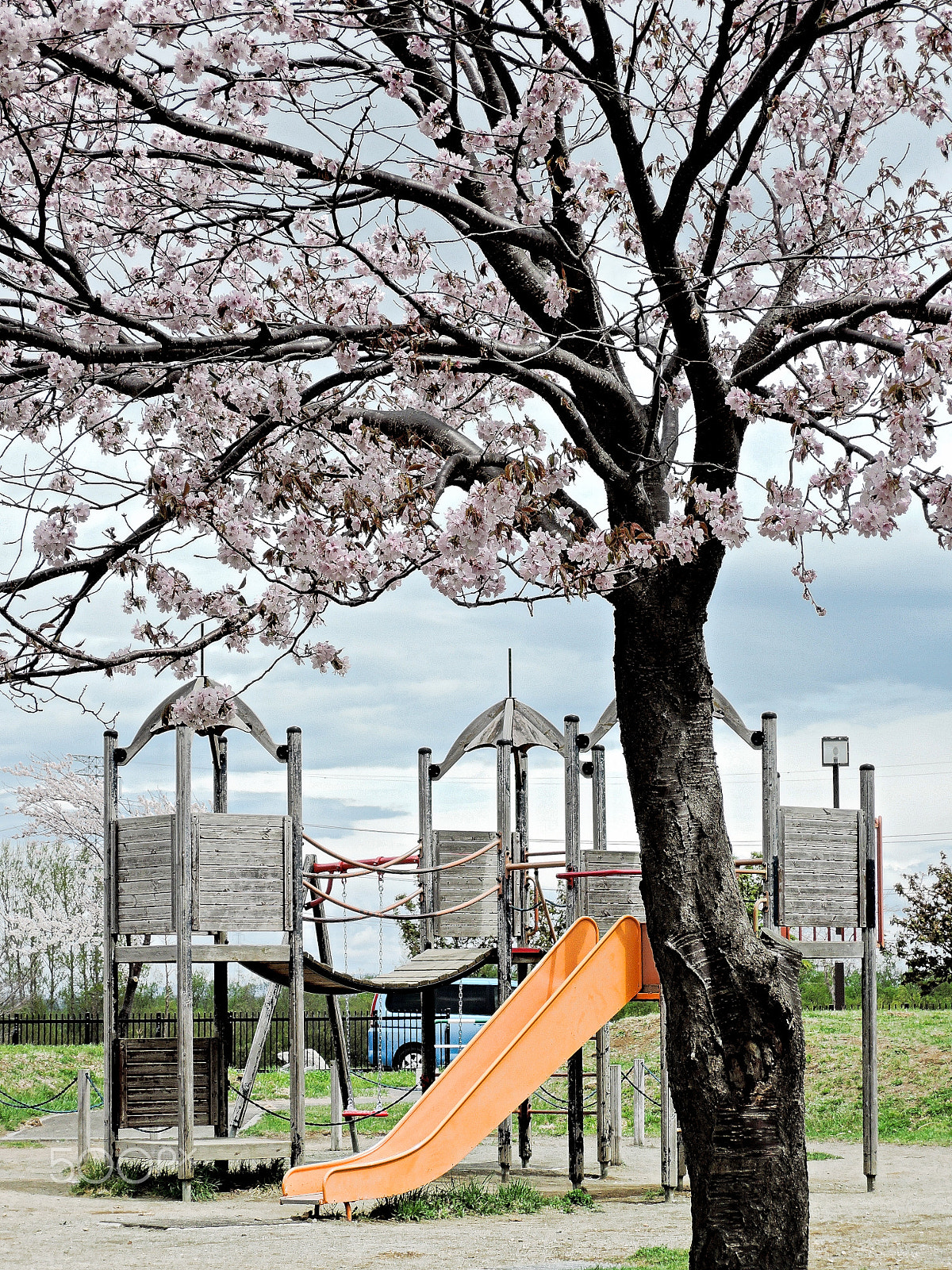 Nikon Coolpix P340 sample photo. Cherry blossoms in the park photography