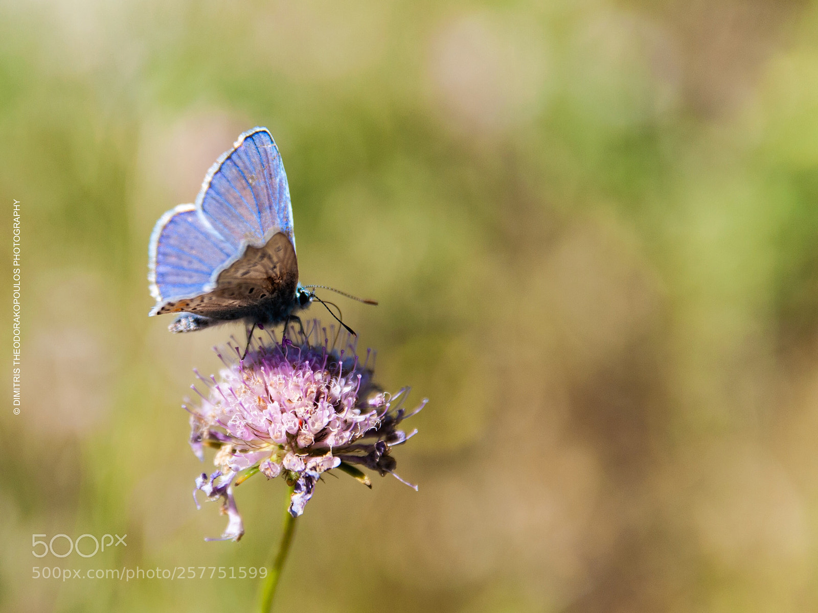 Nikon D5000 sample photo. Butterfly  photography