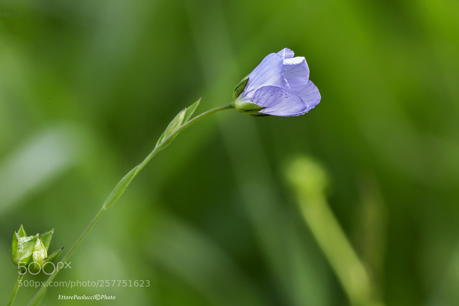 Canon EOS 6D sample photo. Untitled photography