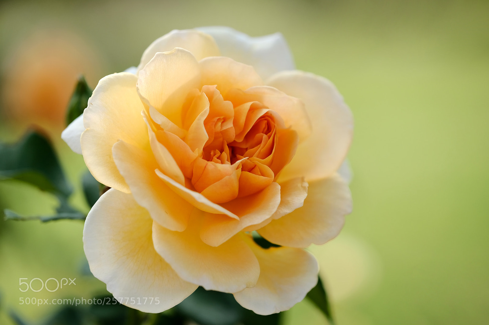 Fujifilm X-Pro2 sample photo. Rose photography