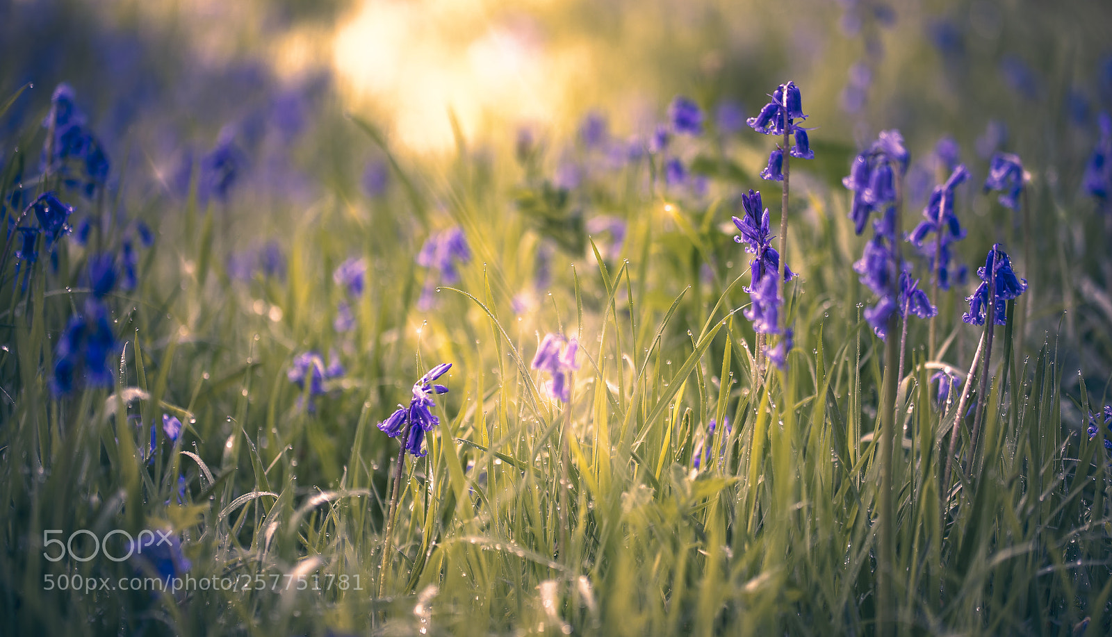 Canon EOS-1D X Mark II sample photo. Bluebells at sunrise photography