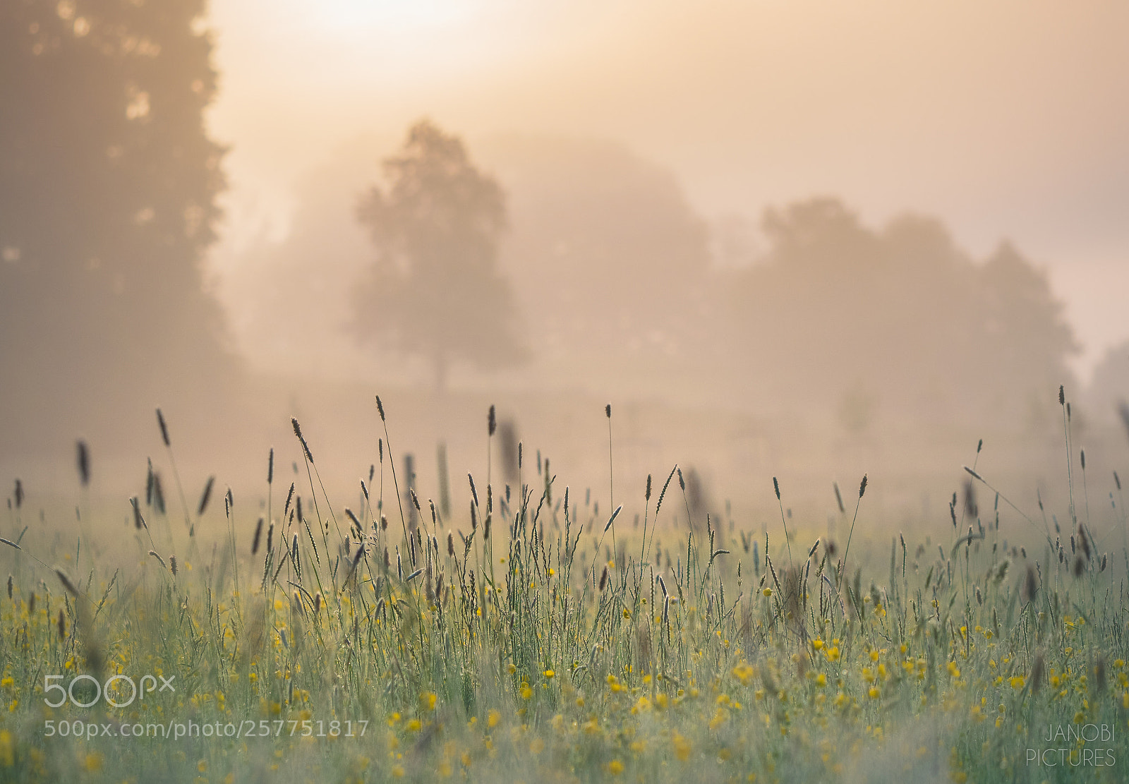 Olympus OM-D E-M5 II sample photo. ~ on the meadow ~ photography