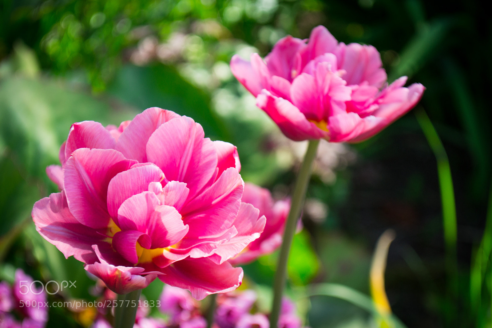 Nikon D3100 sample photo. Untitled photography
