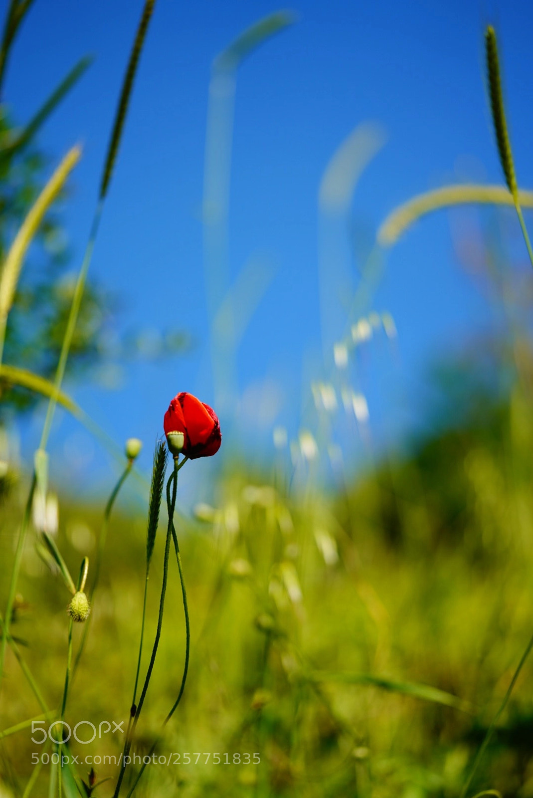 Sony a7R III sample photo. Gelincik  photography