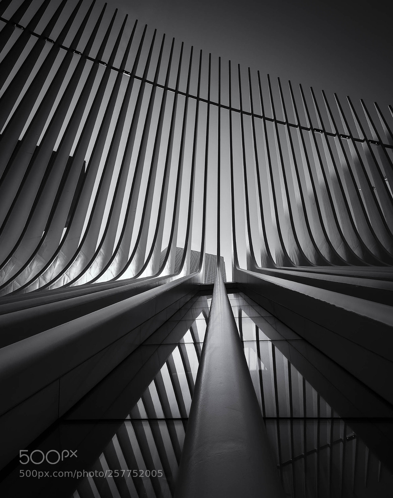 Olympus OM-D E-M5 II sample photo. Oculus noir photography
