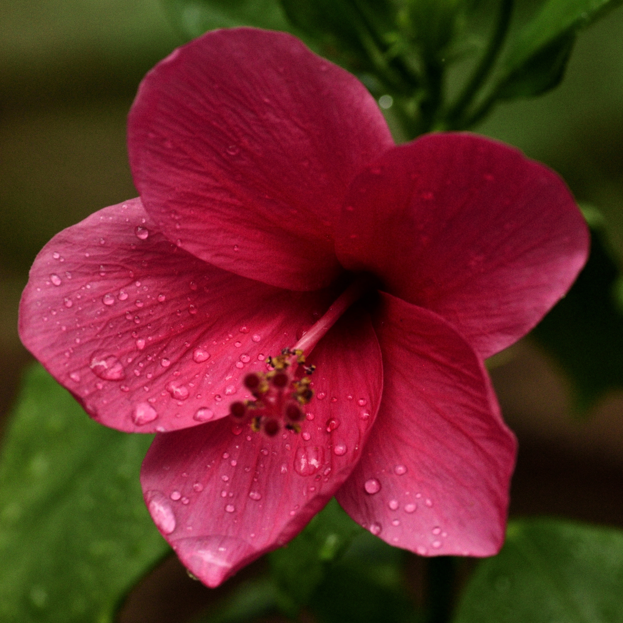 Nikon D5100 sample photo. The red photography