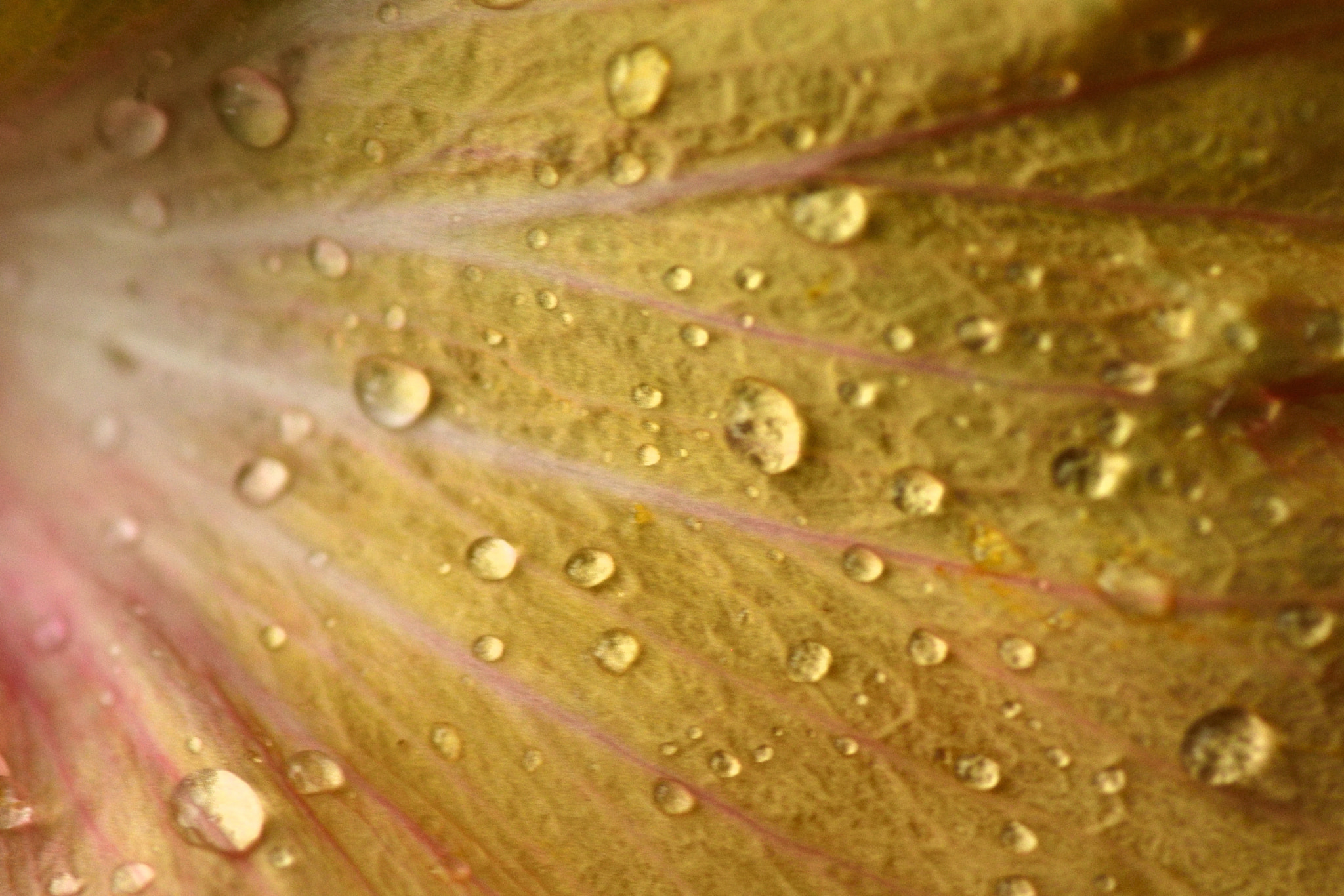 Nikon D5100 sample photo. Valley of droplets photography