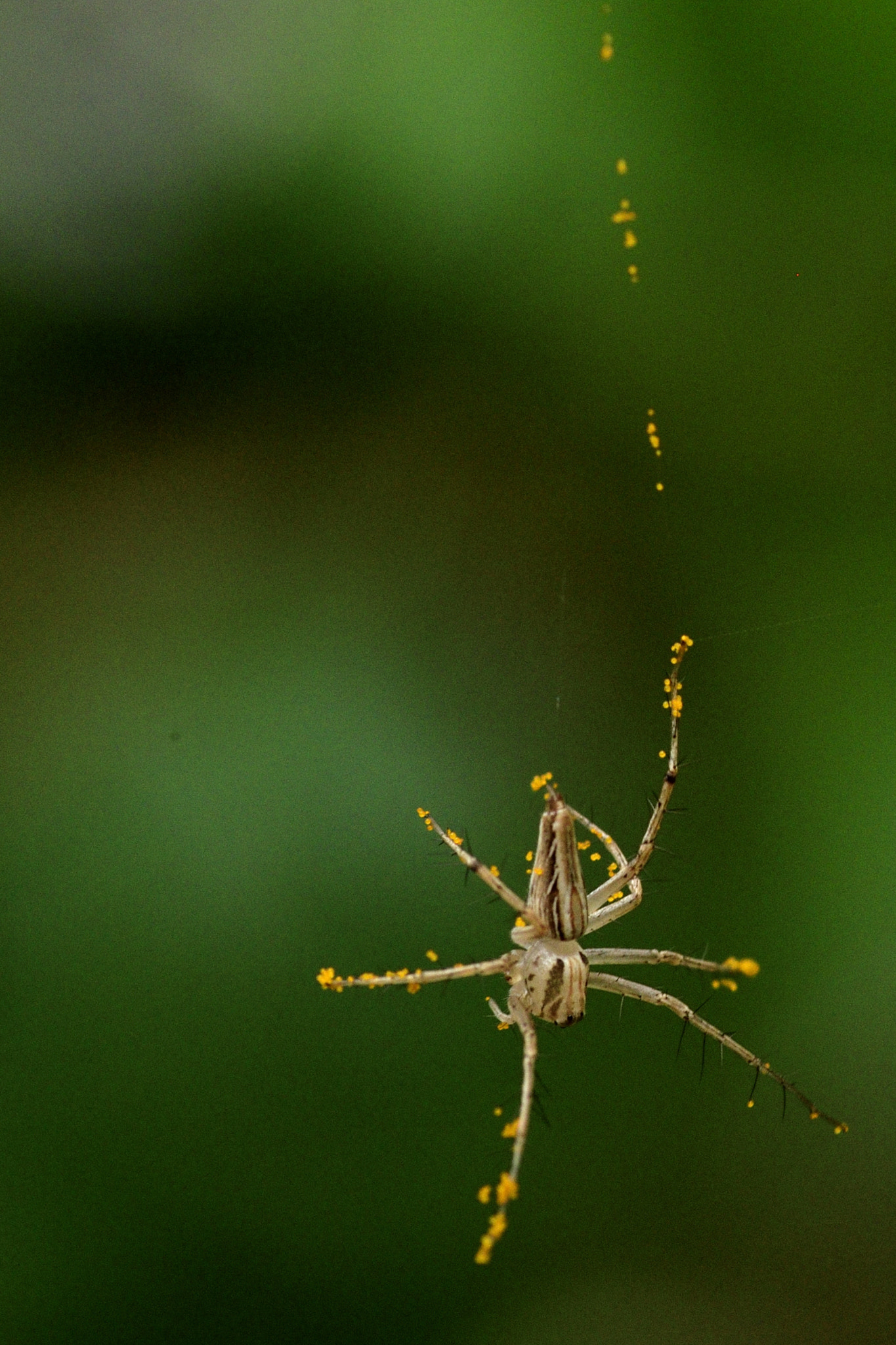 Nikon D5100 sample photo. Romeo... photography