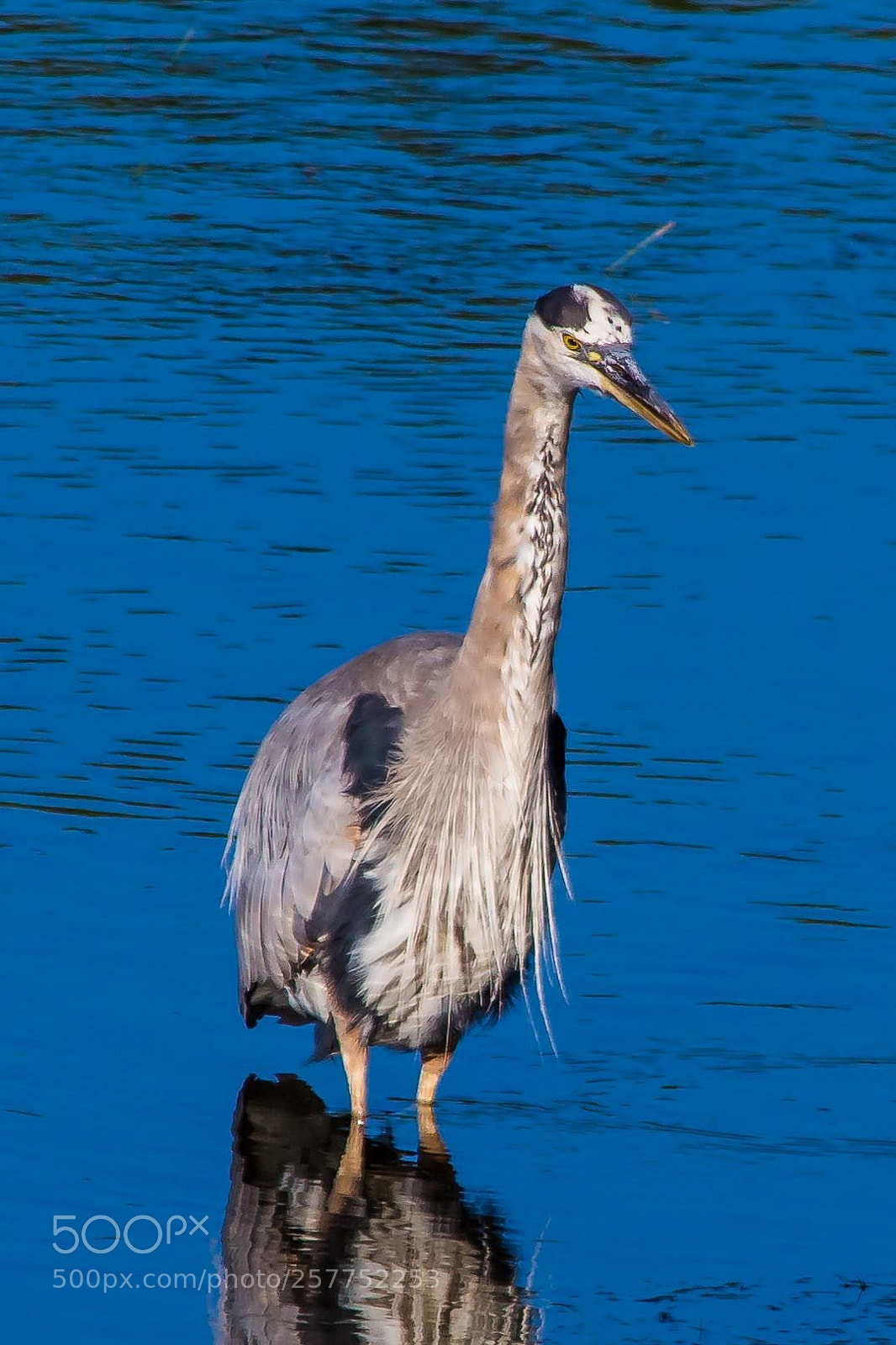 Nikon D7100 sample photo. Blue heron photography