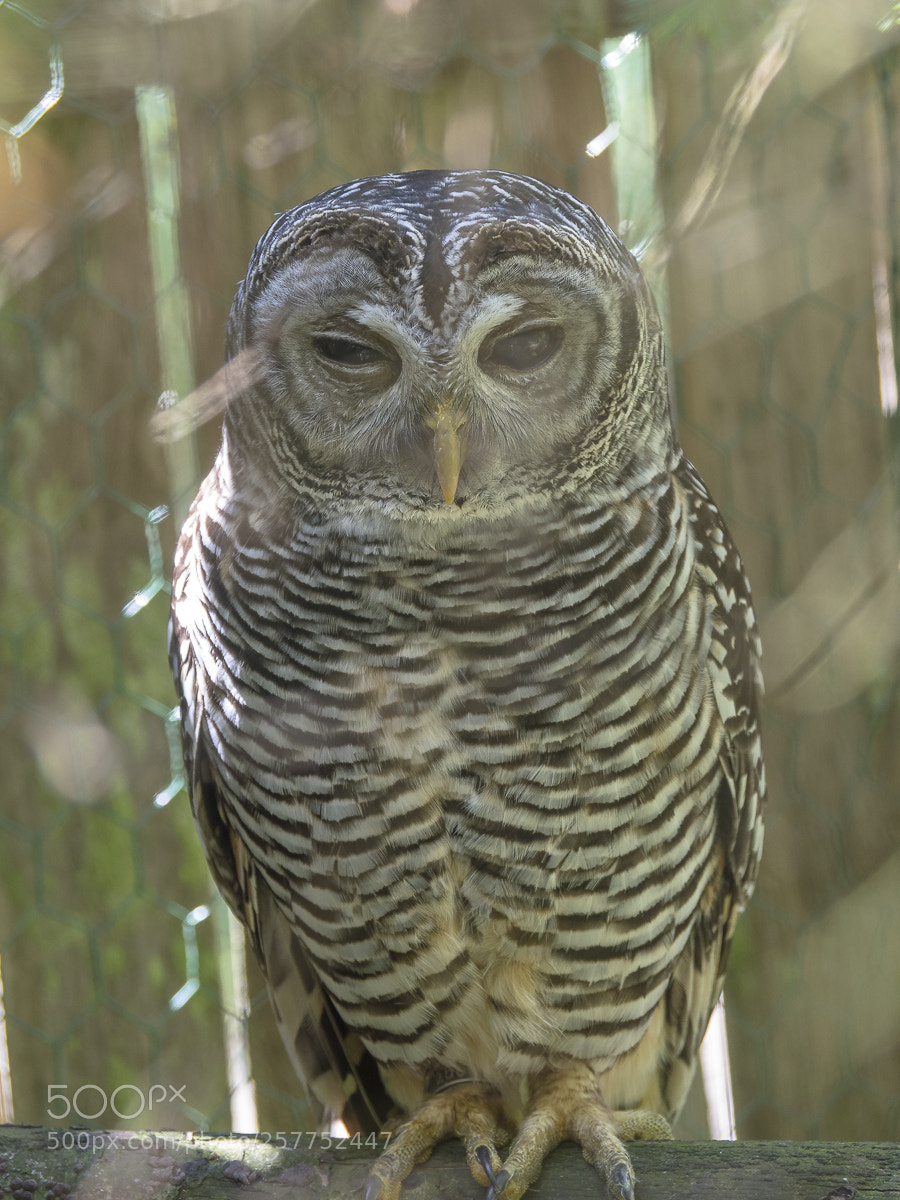 Olympus OM-D E-M5 sample photo. Owl photography