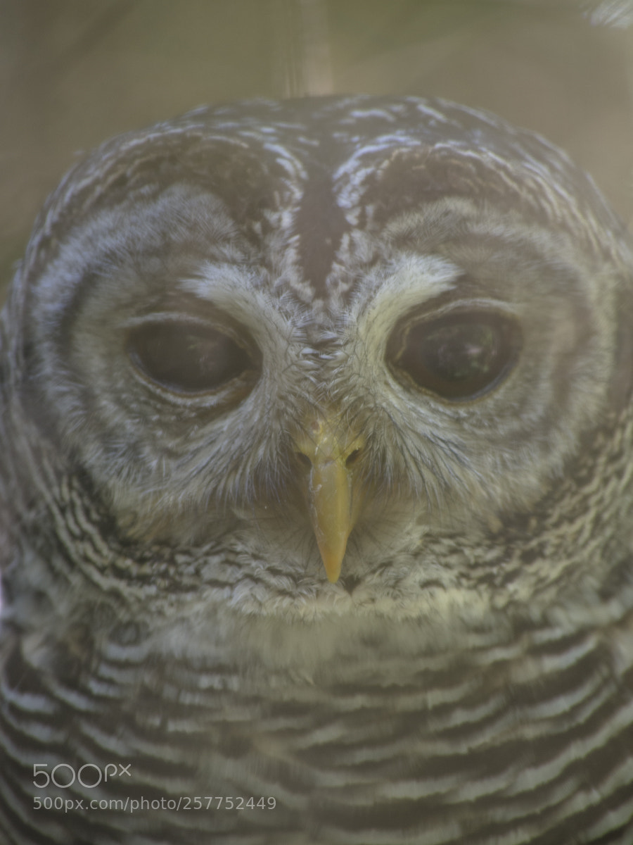 Olympus OM-D E-M5 sample photo. Owl photography