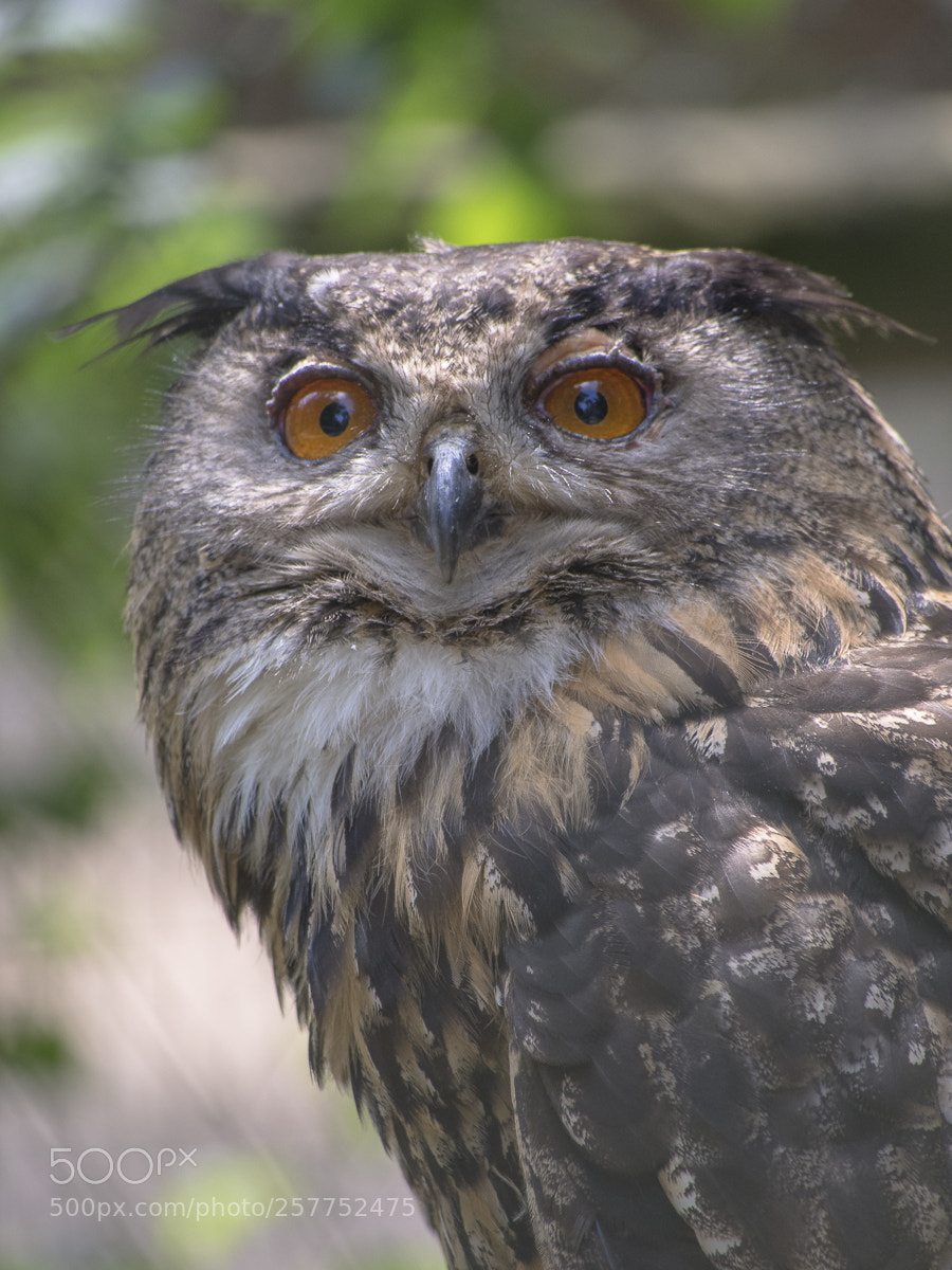 Olympus OM-D E-M5 sample photo. Owl photography
