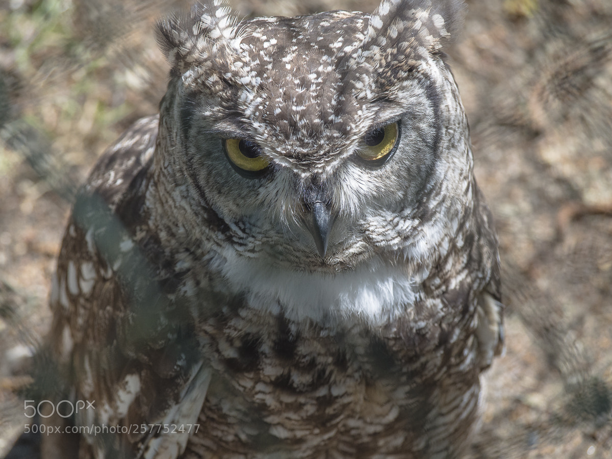 Olympus OM-D E-M5 sample photo. Owl photography