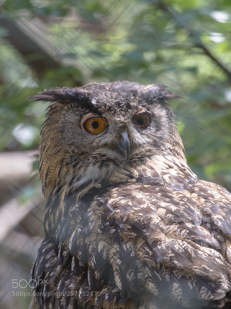 Olympus OM-D E-M5 sample photo. Owl photography