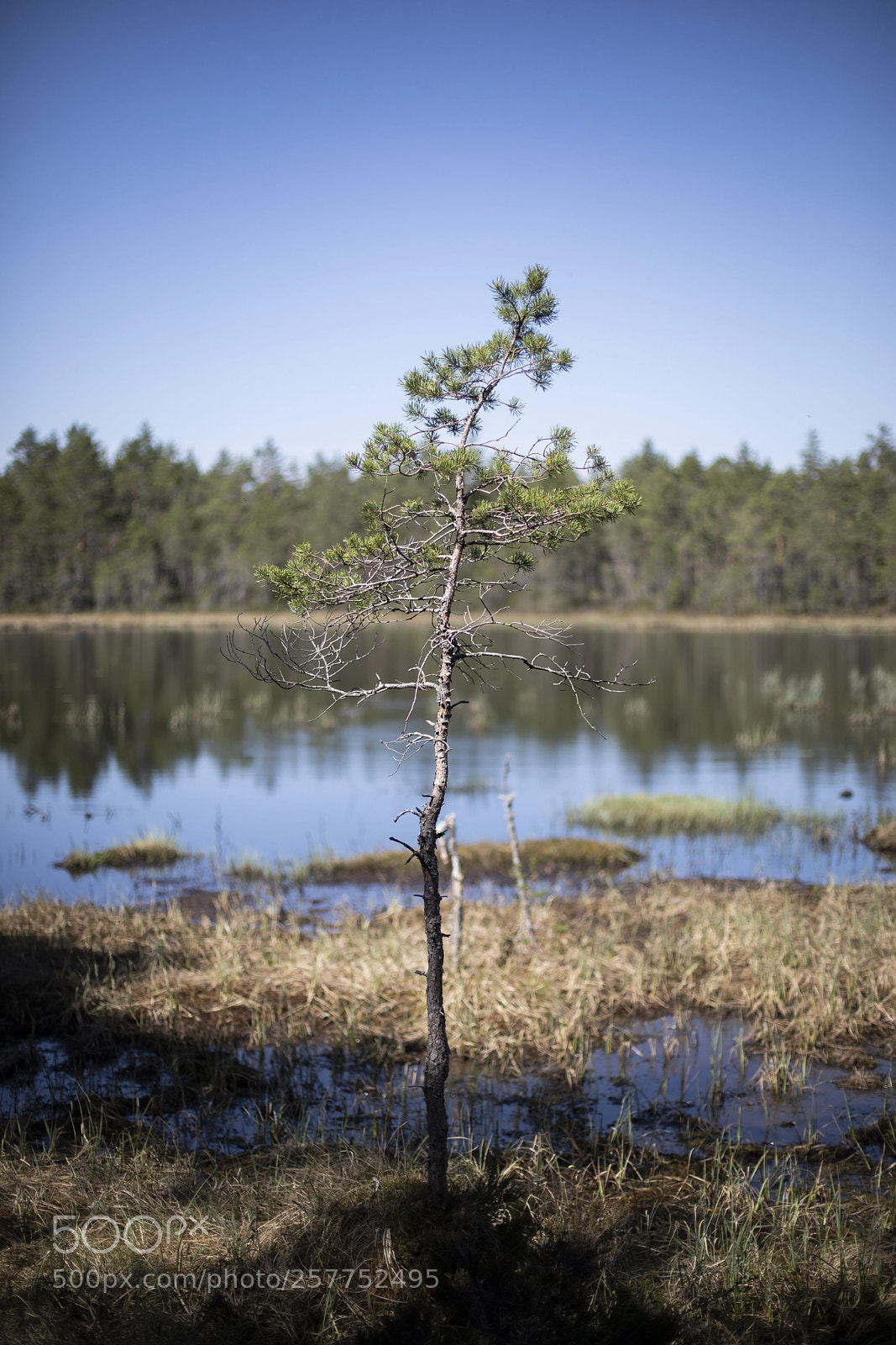 Canon EOS 5D Mark IV sample photo. Knuttjärnen photography