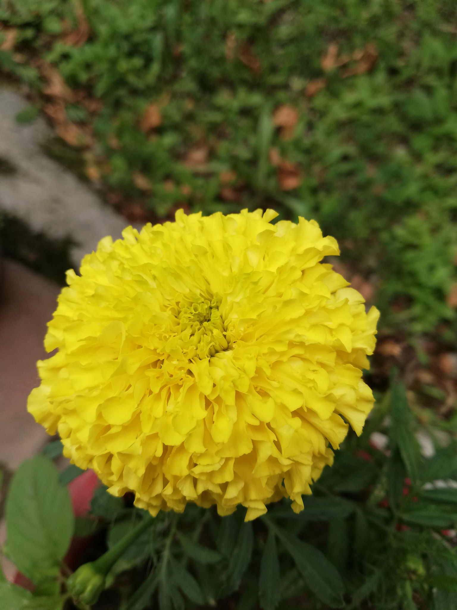 HUAWEI Mate 10 Lite sample photo. Yellow flower photography