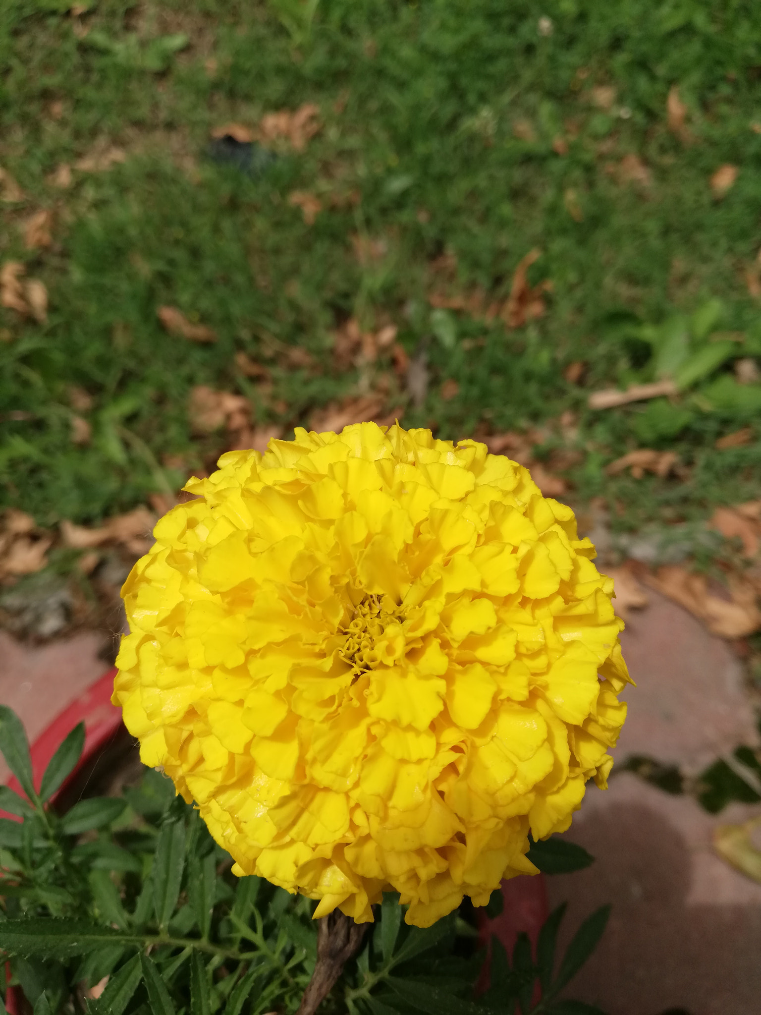 HUAWEI Mate 10 Lite sample photo. Beautiful yellow flower photography