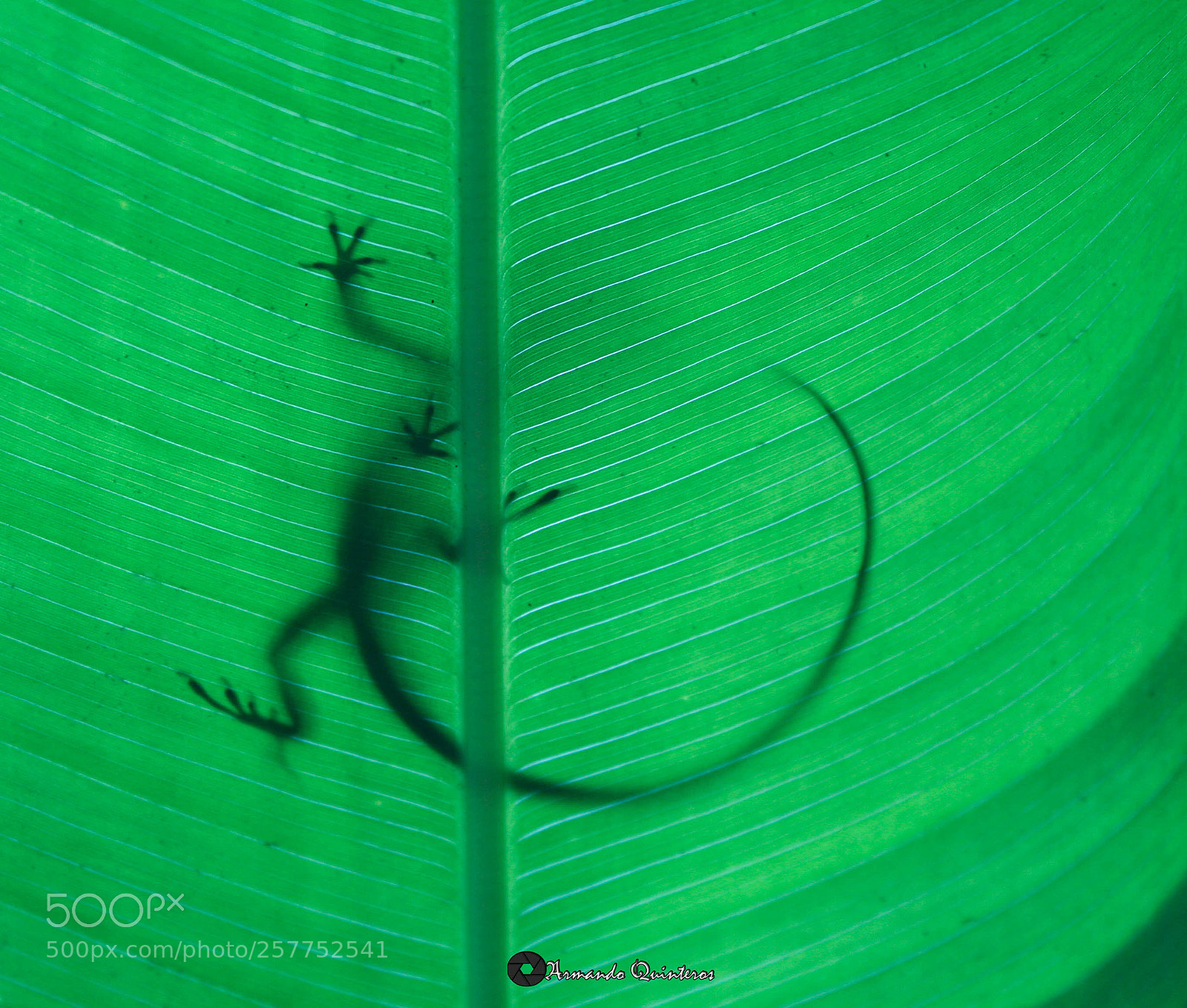Canon EOS 350D (EOS Digital Rebel XT / EOS Kiss Digital N) sample photo. Reptil gecko photography