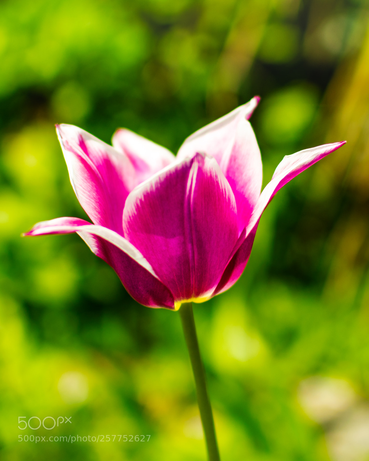 Nikon D3300 sample photo. Flower of some description photography