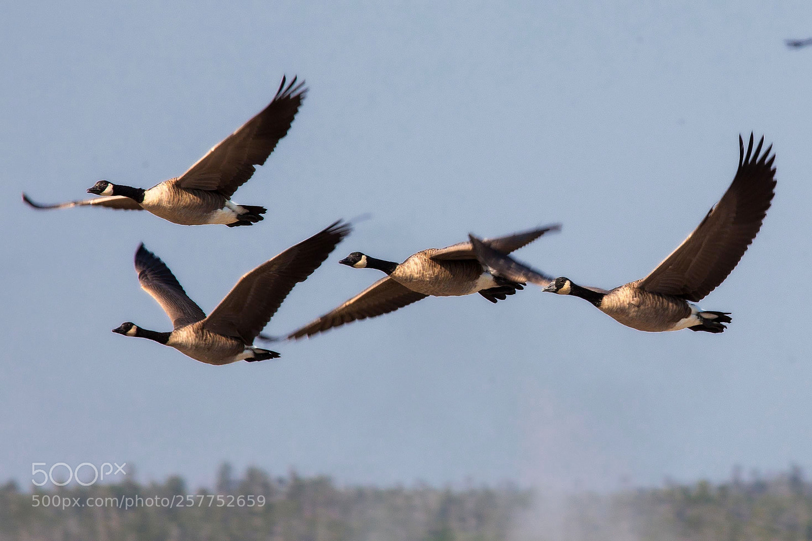 Canon EOS 5D Mark II sample photo. Canada geese photography