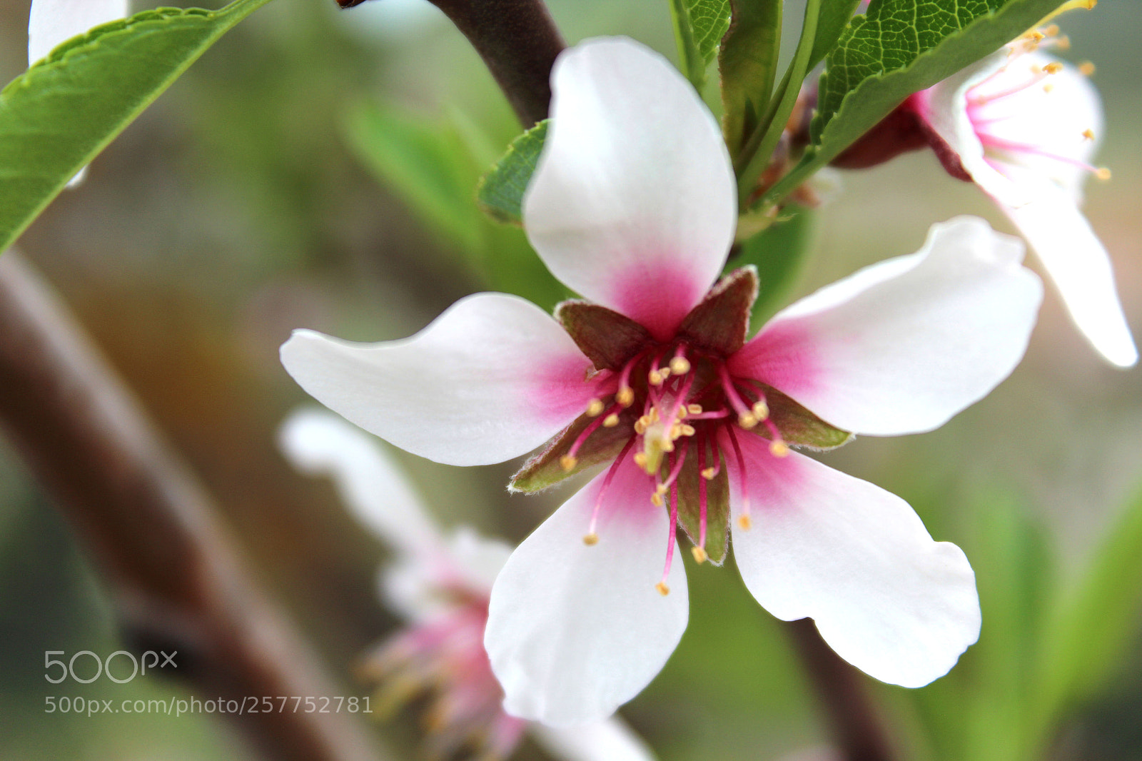 Canon EOS 1200D (EOS Rebel T5 / EOS Kiss X70 / EOS Hi) sample photo. Almond flower photography