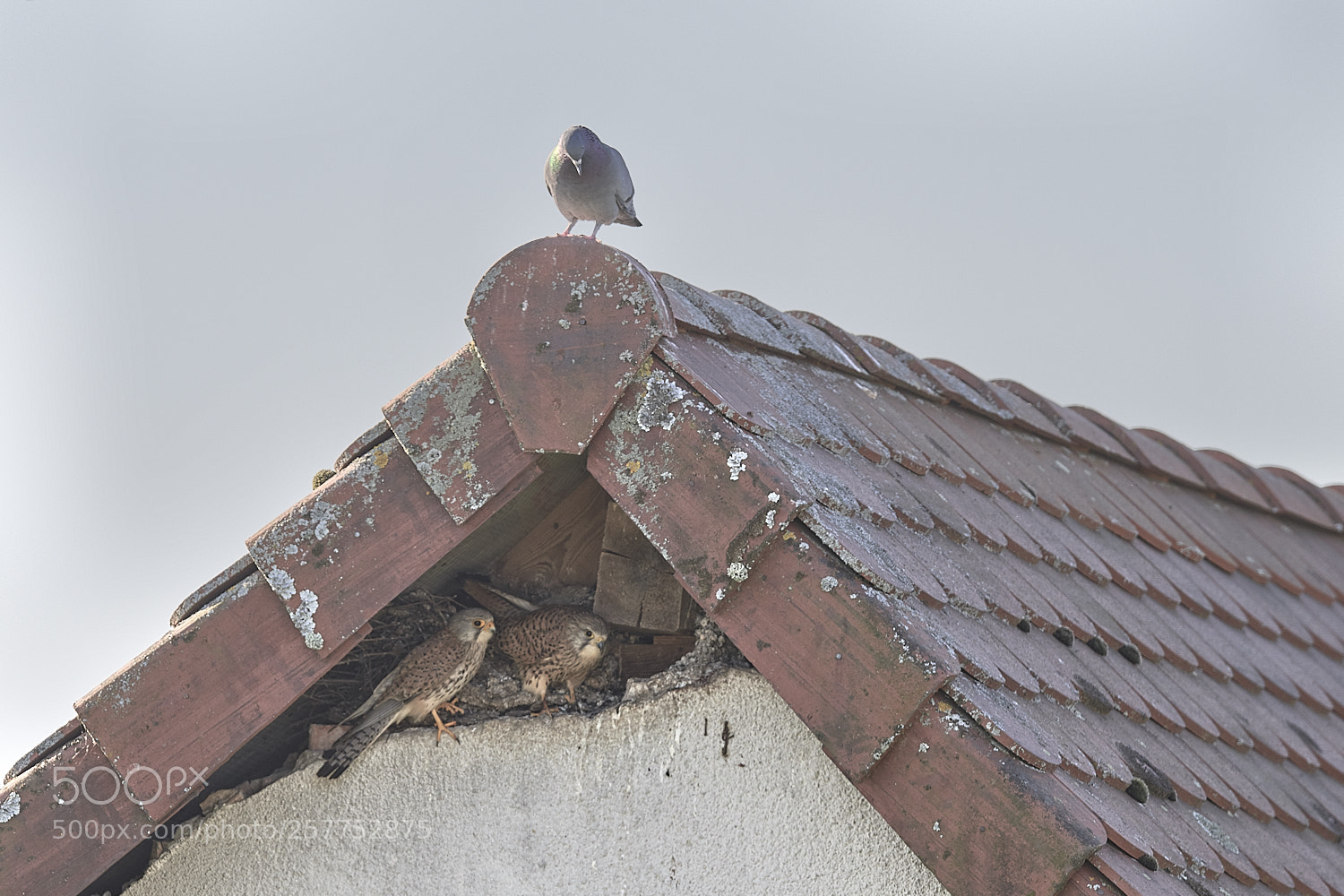 Nikon D500 sample photo. Nature urbaine photography