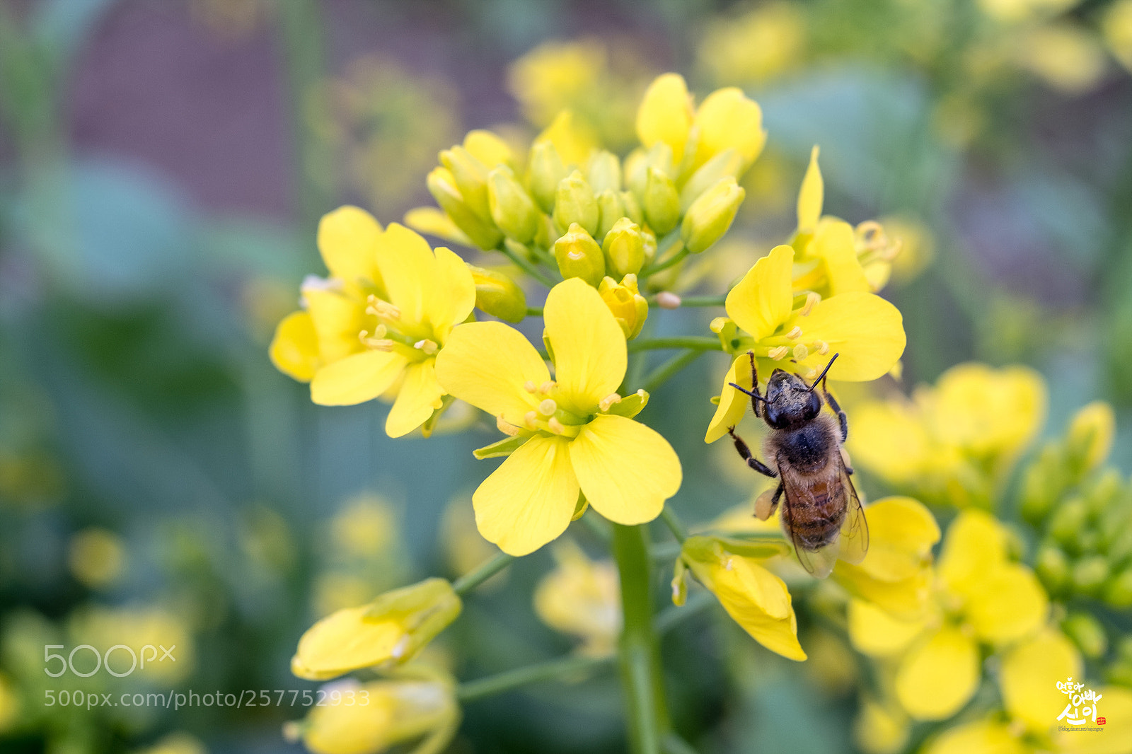Fujifilm X-T2 sample photo. Rapeseed & bee photography
