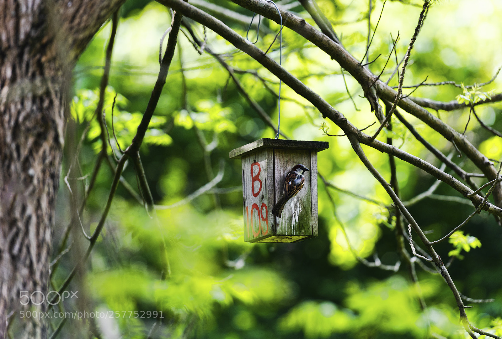 Nikon D810 sample photo. Birdhouse photography