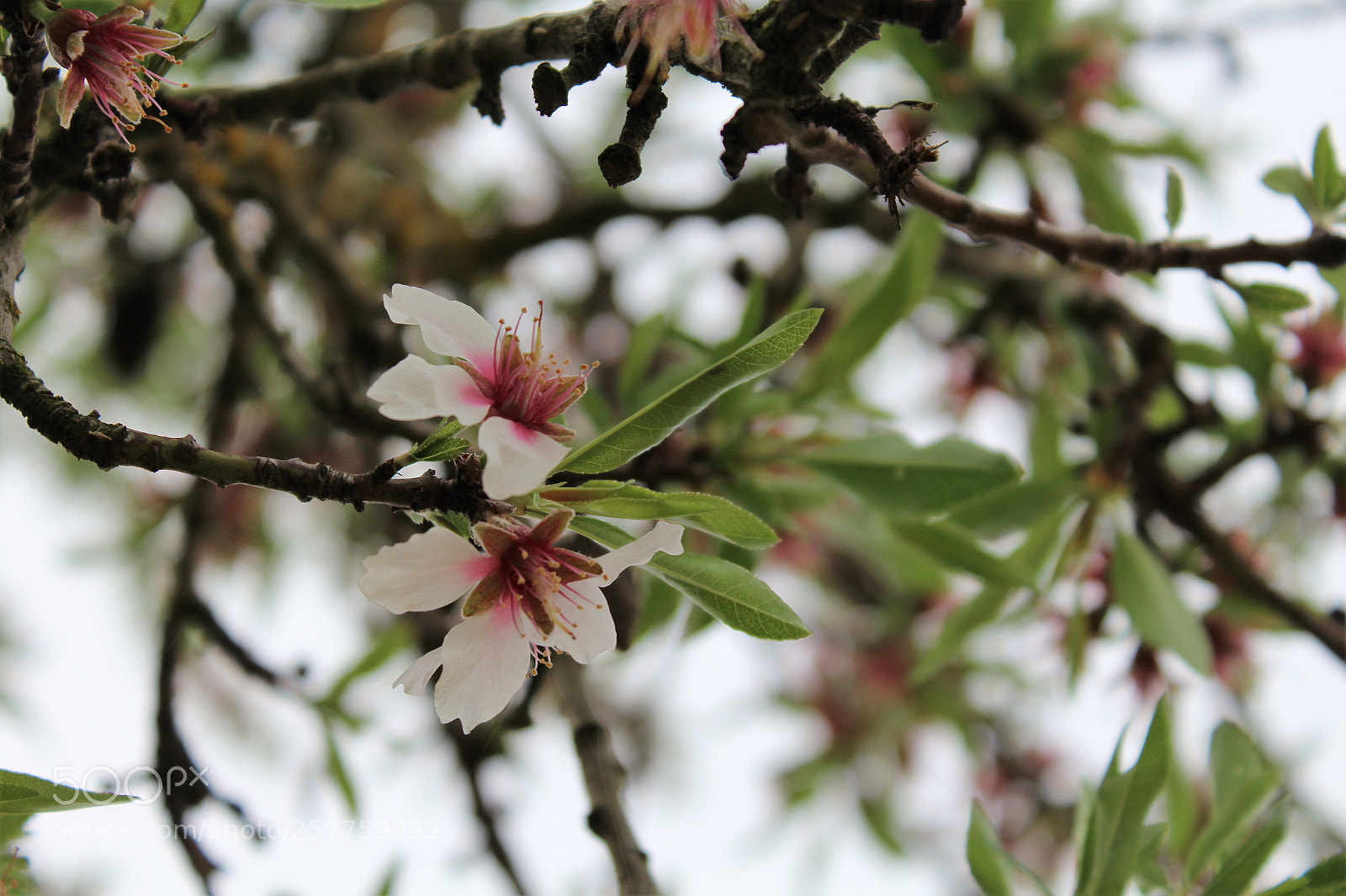 Canon EOS 1200D (EOS Rebel T5 / EOS Kiss X70 / EOS Hi) sample photo. Almond flowers photography