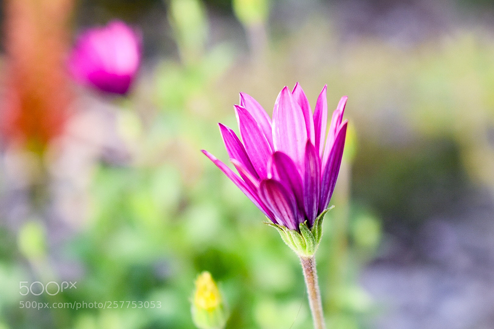Nikon D3400 sample photo. Bloom photography