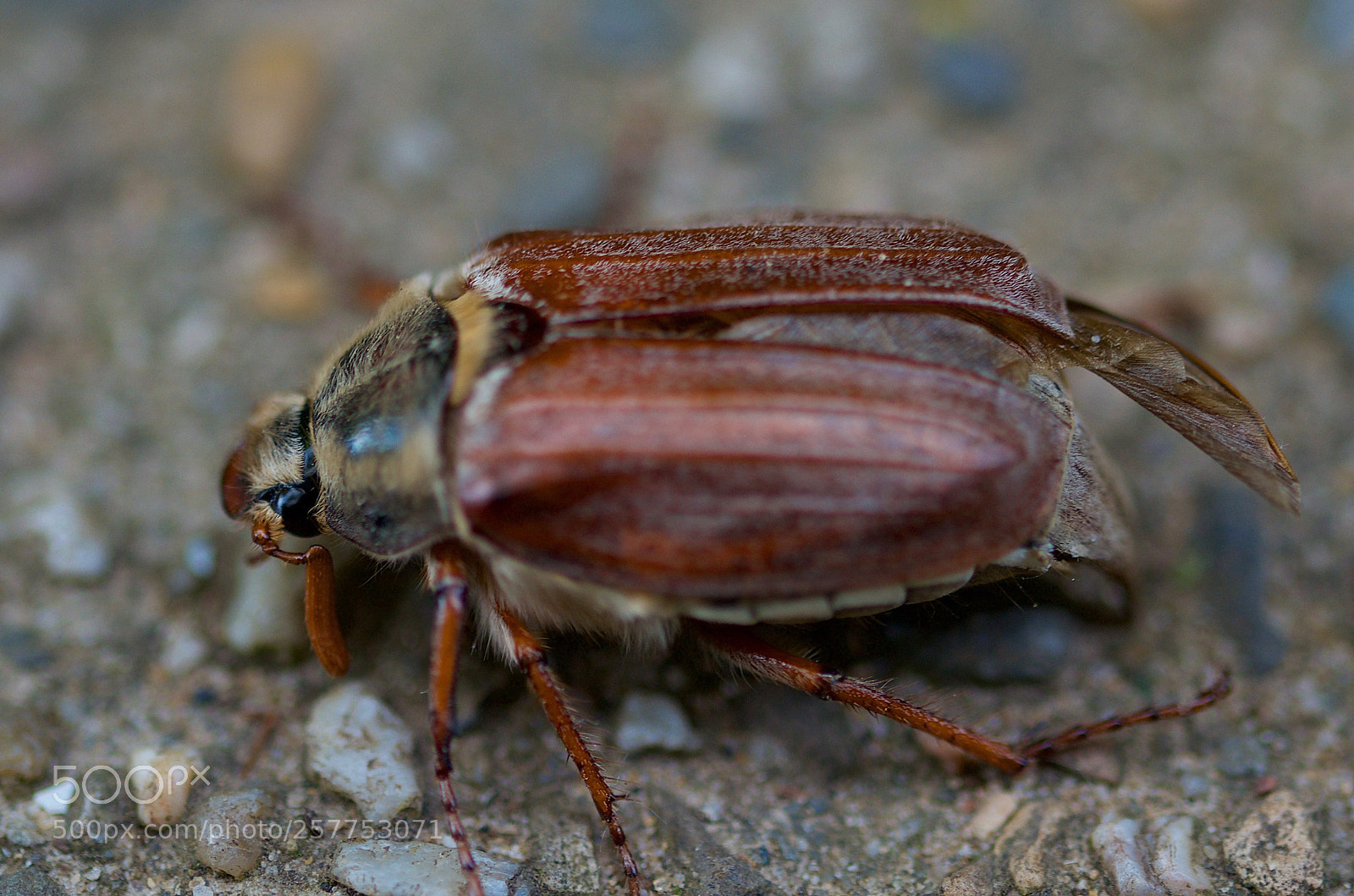 Nikon D7000 sample photo. Beetle photography