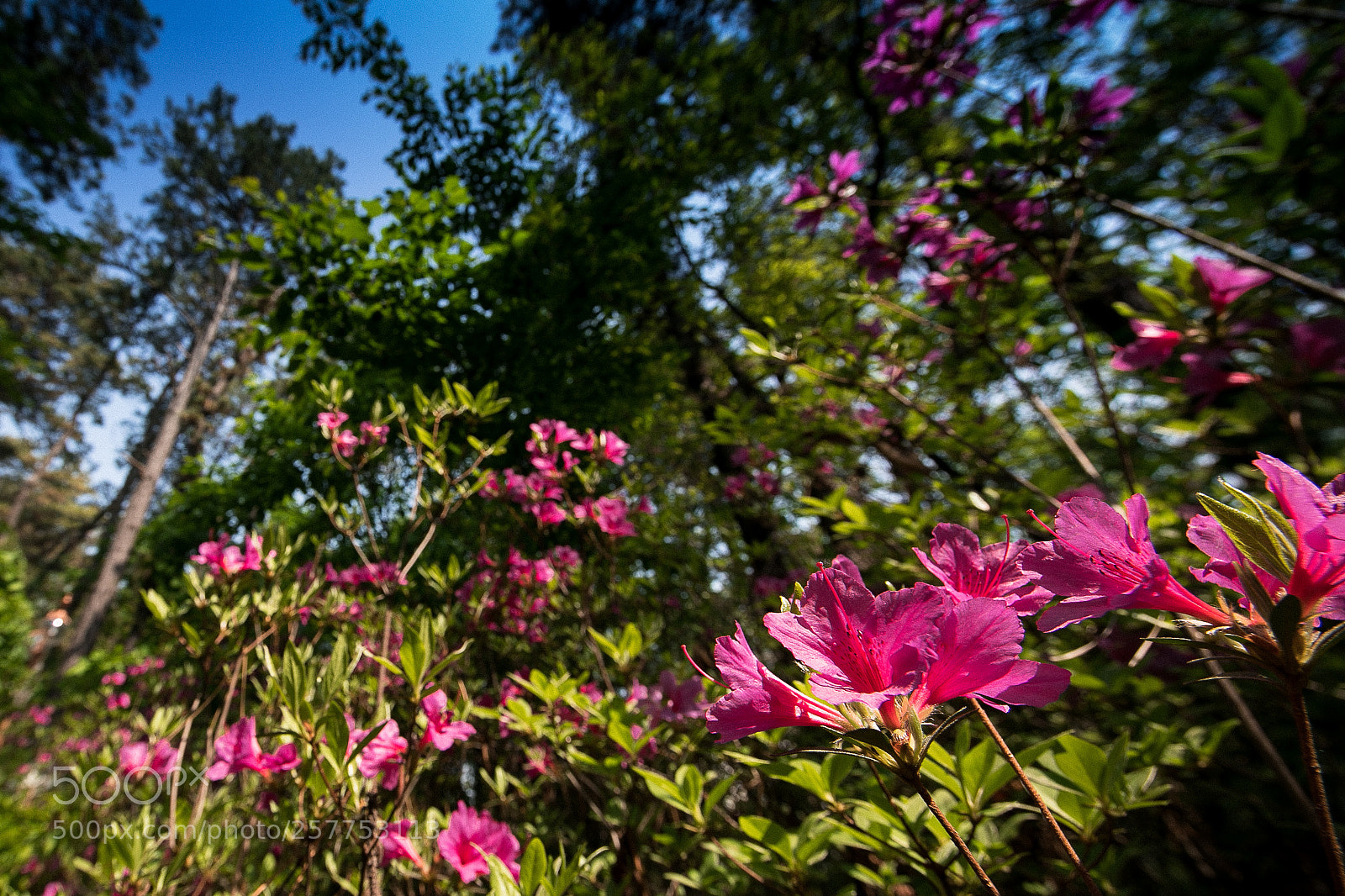 Canon EOS 5D Mark IV sample photo. A day in spring photography