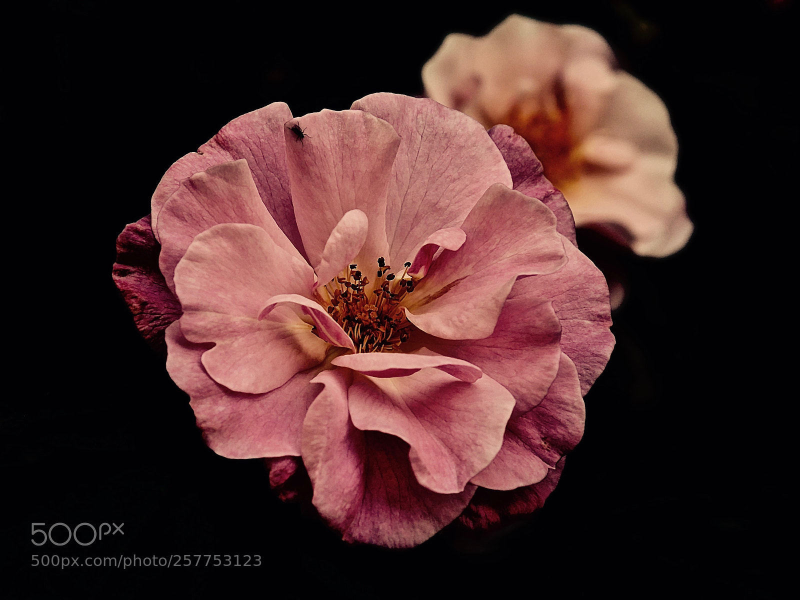 Panasonic Lumix DMC-GX85 (Lumix DMC-GX80 / Lumix DMC-GX7 Mark II) sample photo. Day of roses .... photography
