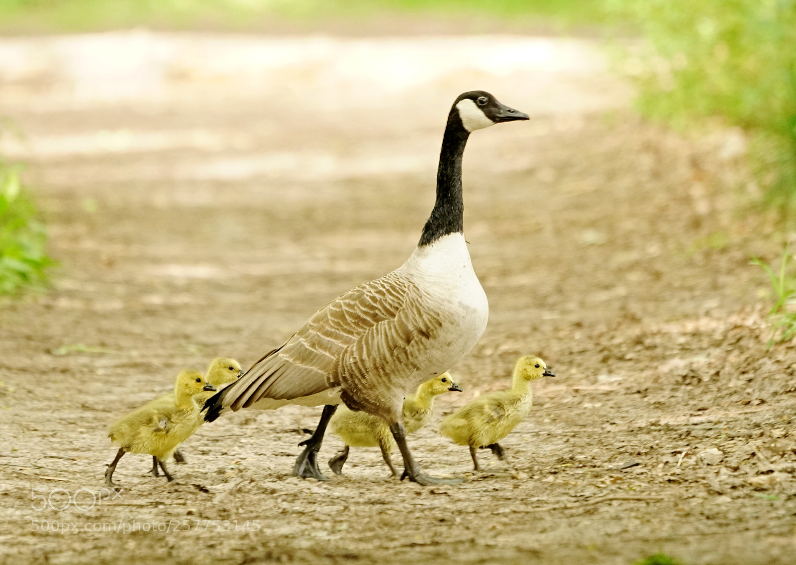 Sony a7R II sample photo. Mum & kids photography