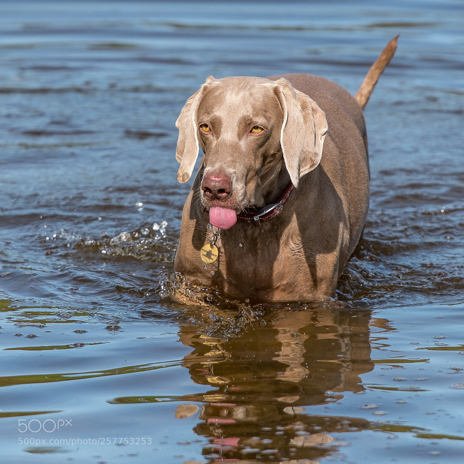 Nikon D850 sample photo. Lakeside insult! photography