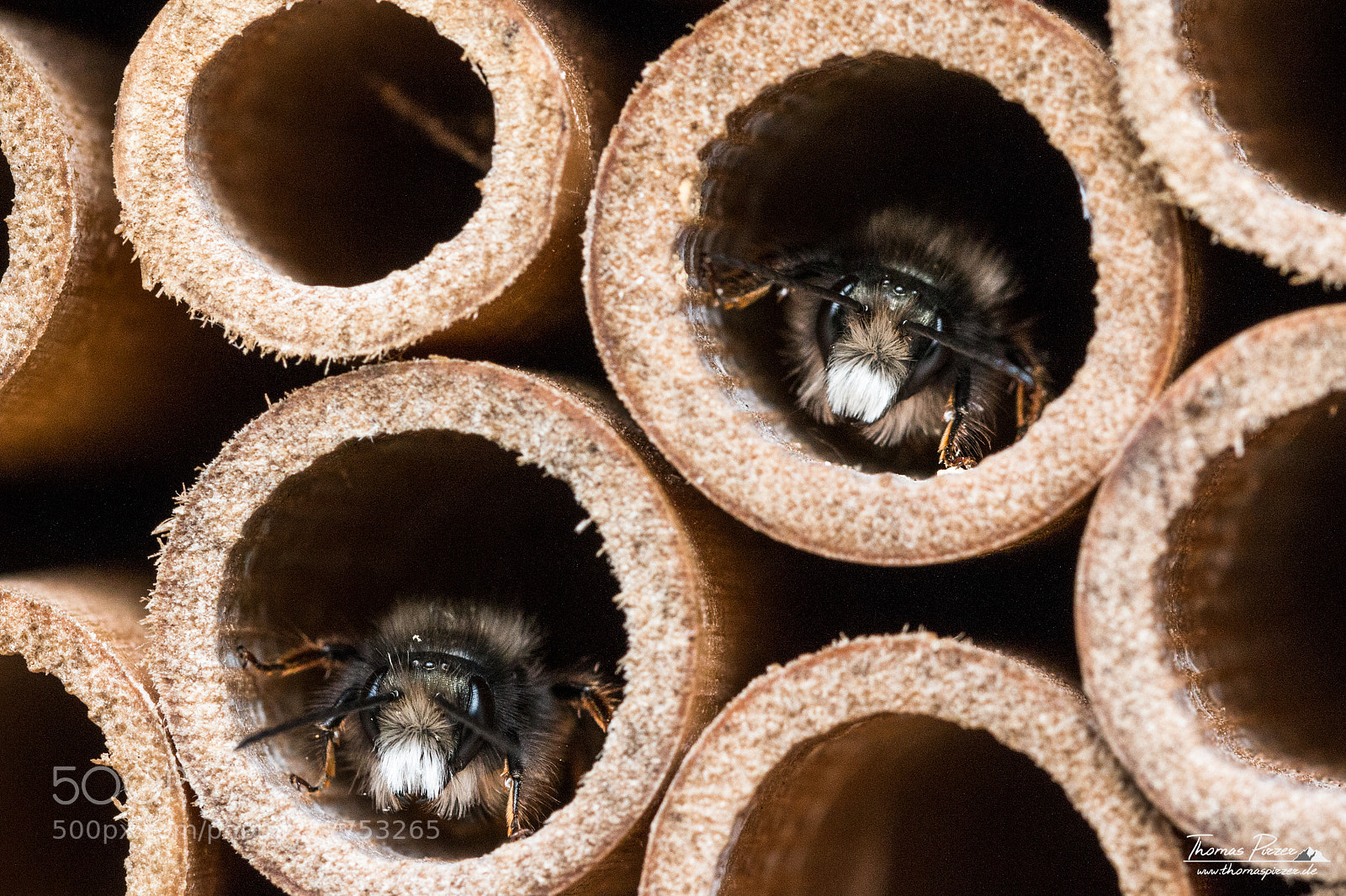 Canon EOS 70D sample photo. Twin bees photography