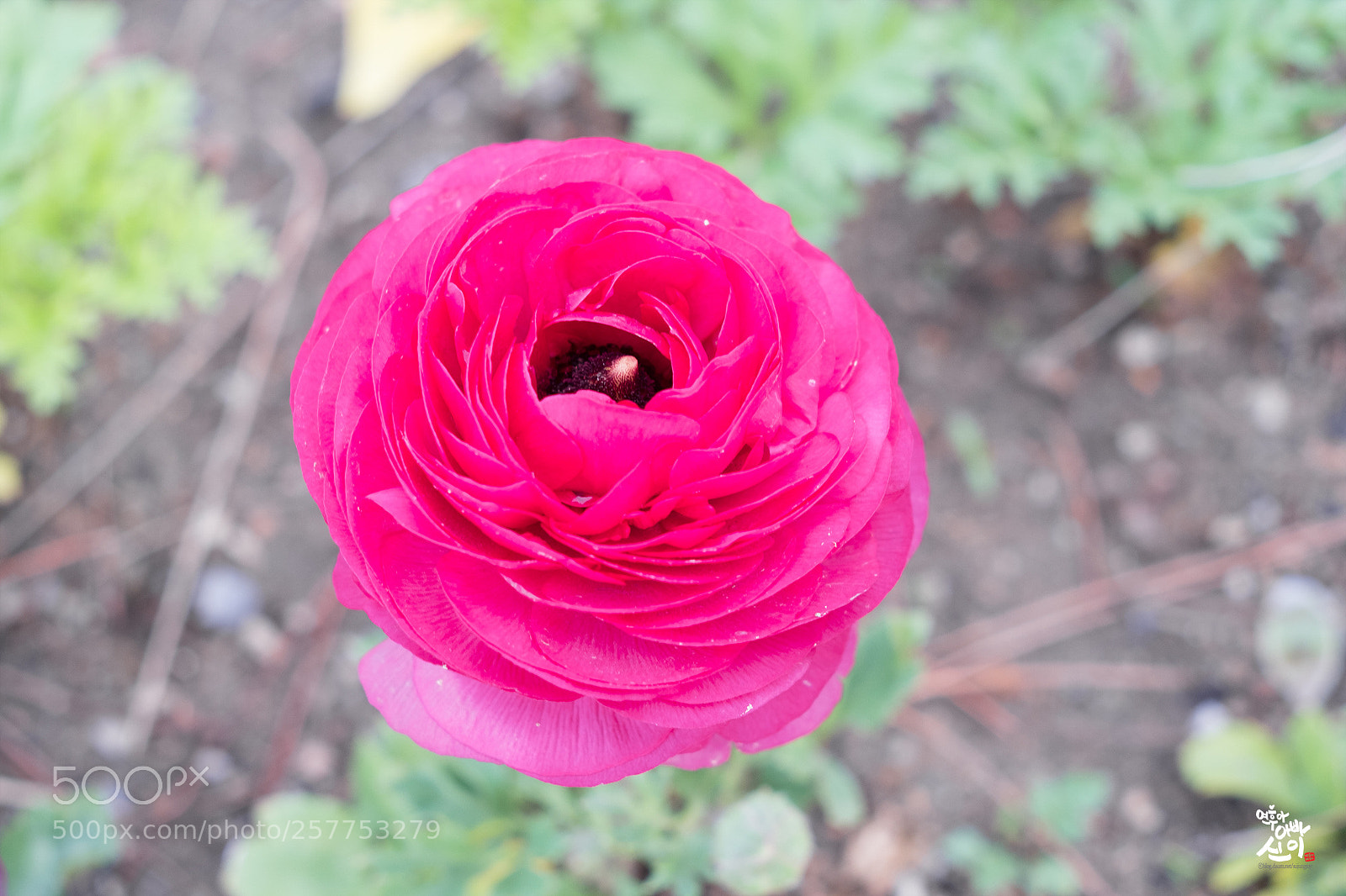 Fujifilm X-T2 sample photo. Anemone photography