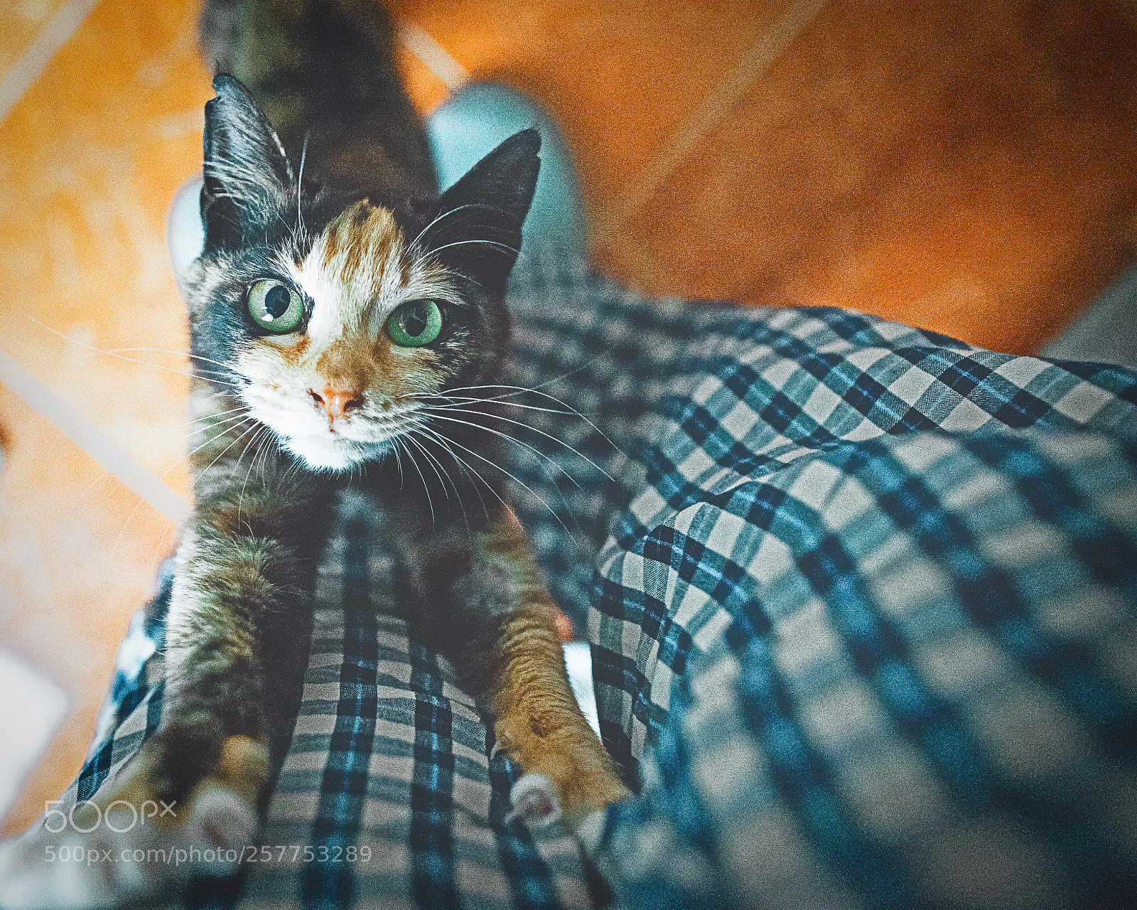 Canon EOS 6D sample photo. Atoo photography