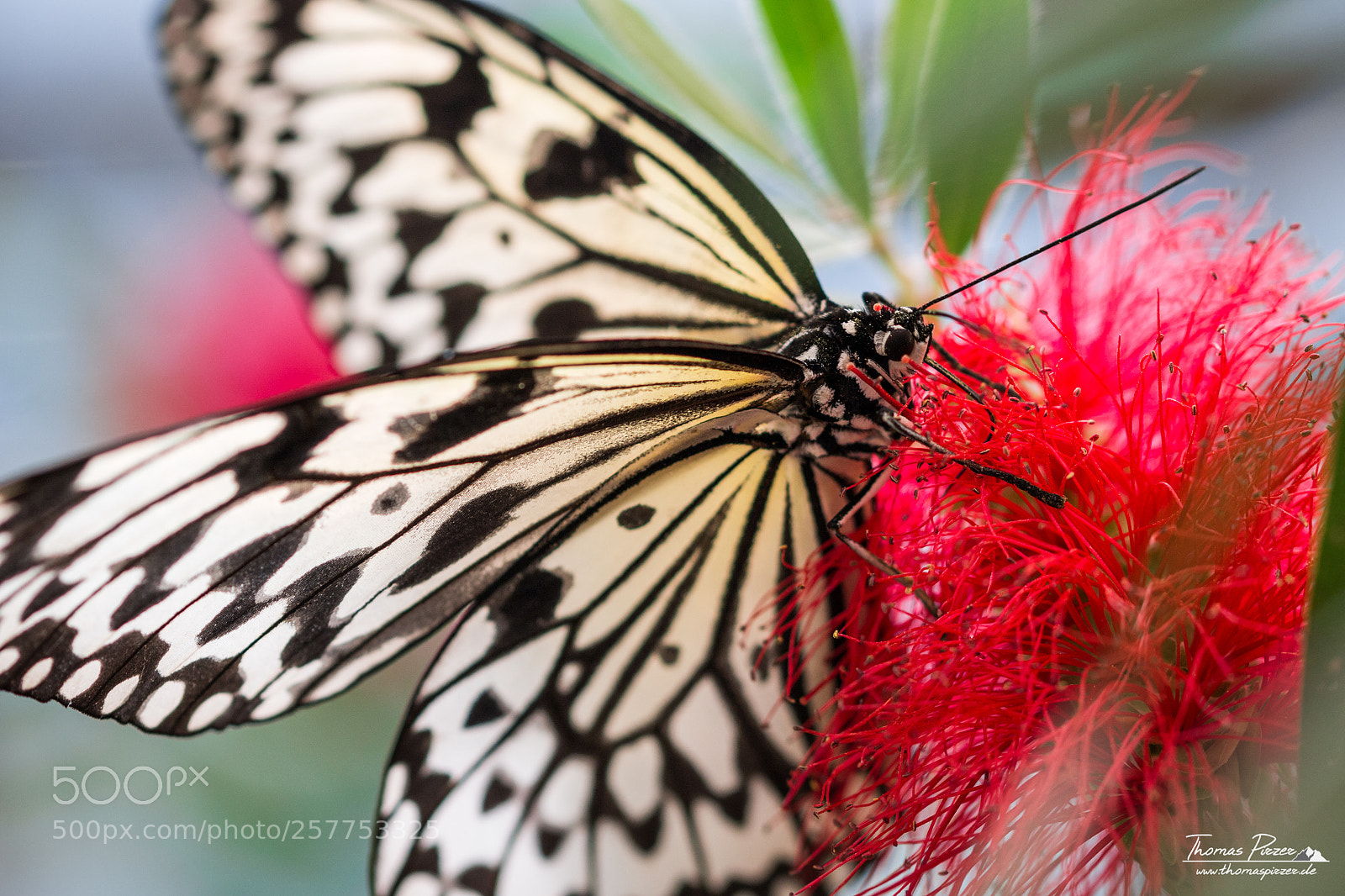 Canon EOS 70D sample photo. Delicious nectar! photography