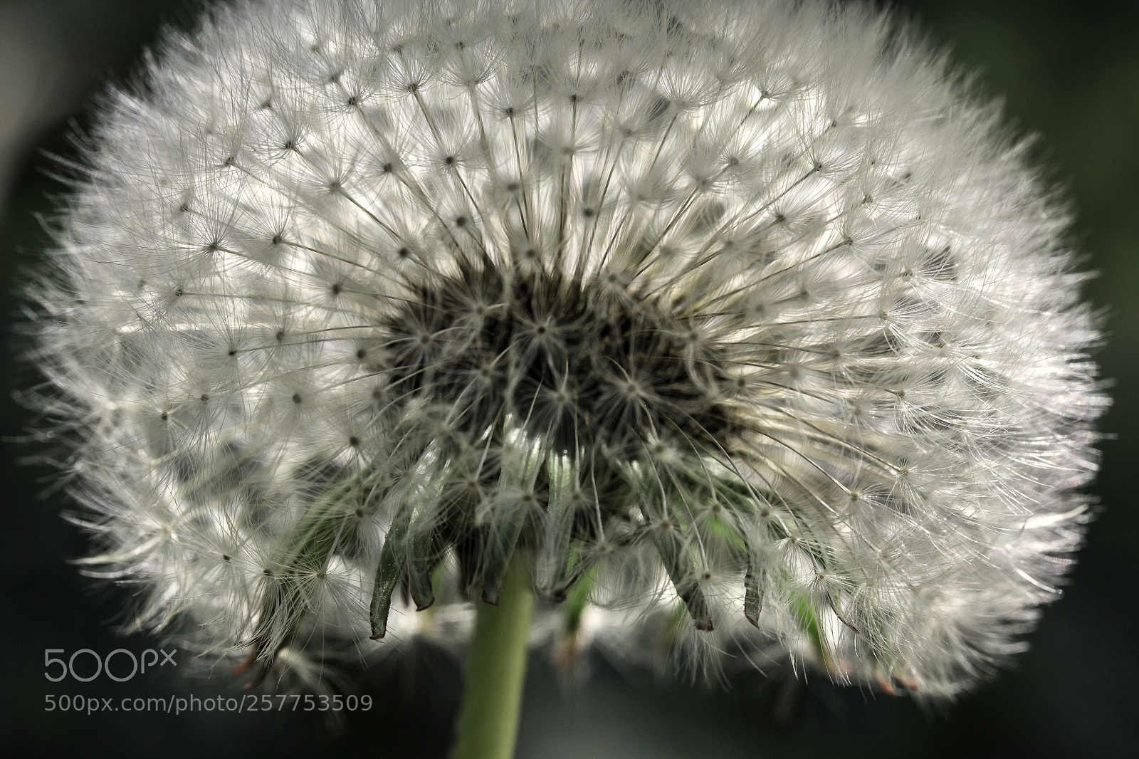 Canon EOS 70D sample photo. Wunder der natur photography