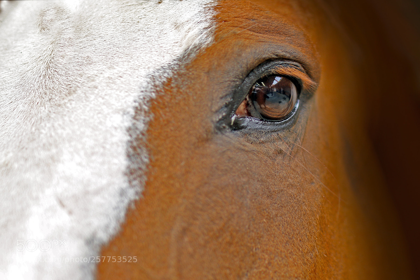 Canon EOS 7D Mark II sample photo. L' cume sur une photography