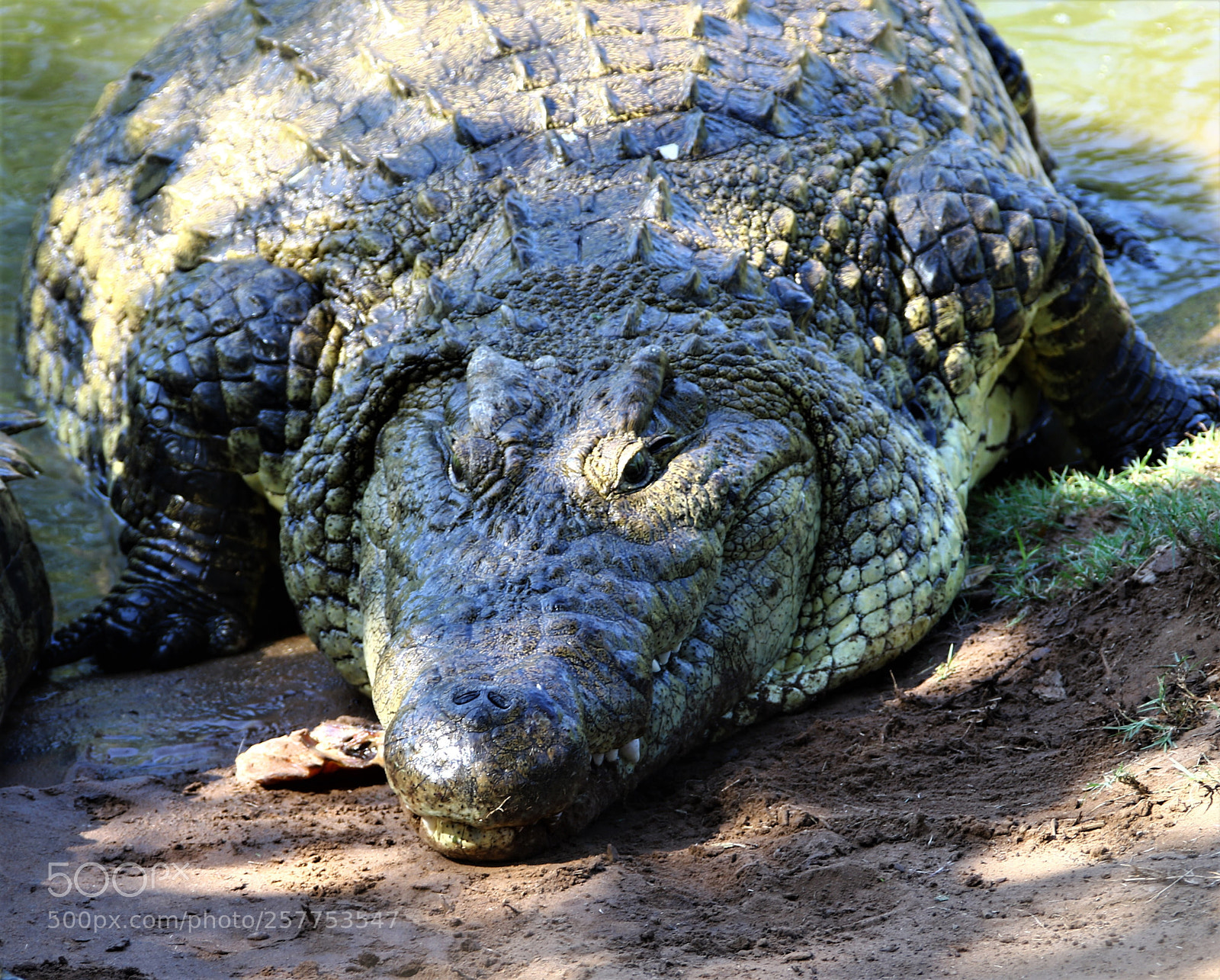 Canon EOS 7D Mark II sample photo. Beast photography