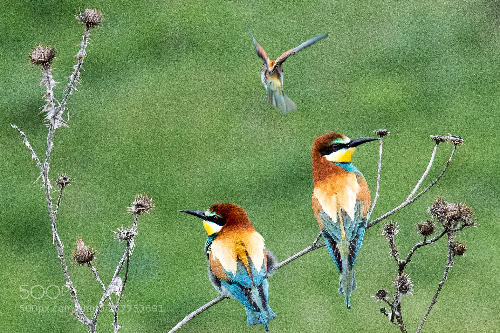 Nikon D500 sample photo. Birds photography