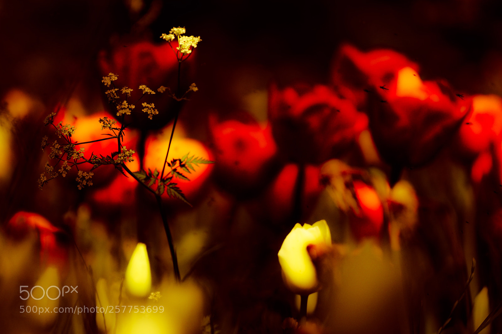 Sony SLT-A77 sample photo. Tulips photography